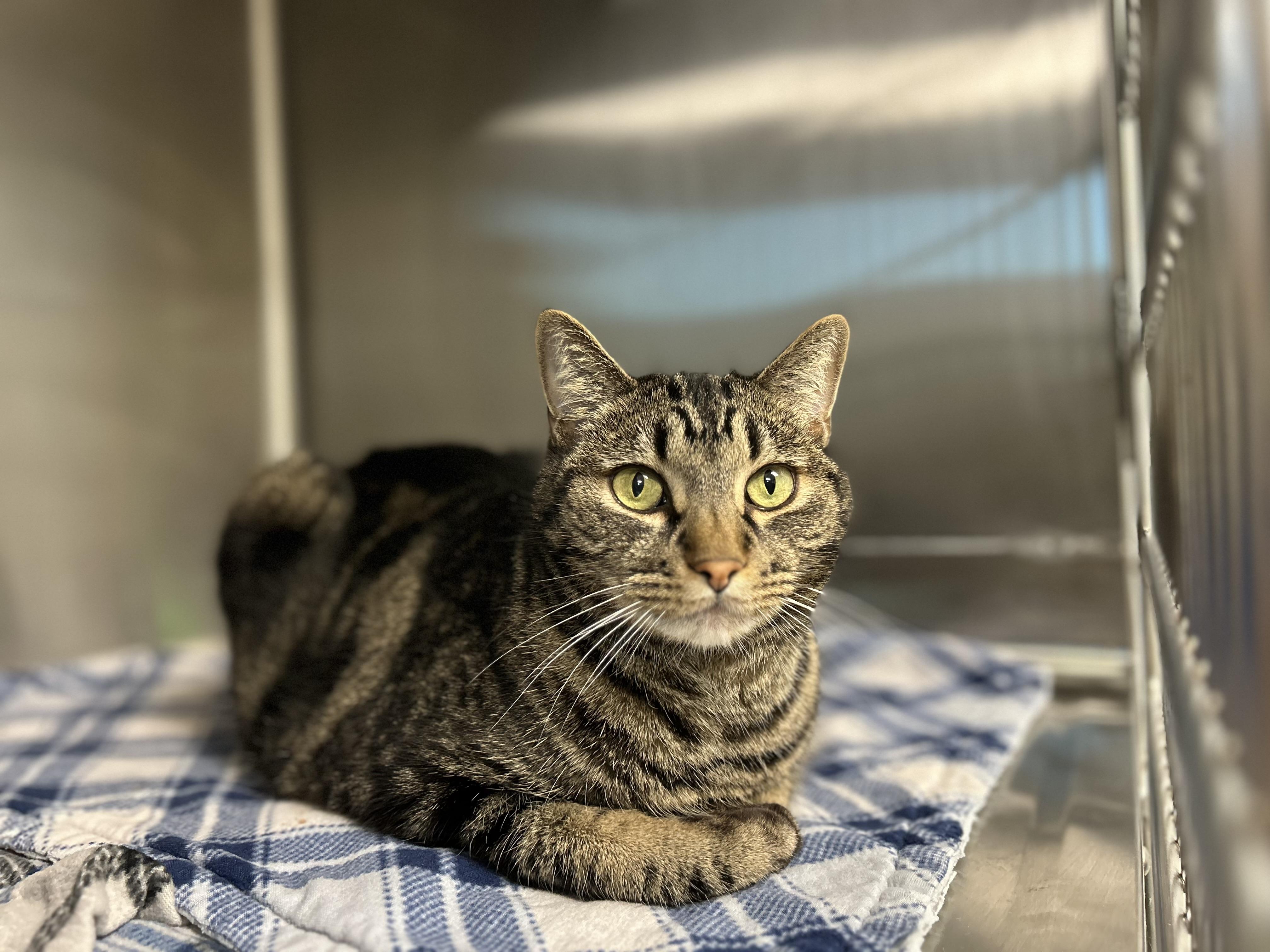 Calvin - Adoption fee fully sponsored in memory of Bubz, a Adoptable mixed breed in Chico, CA image 3/6