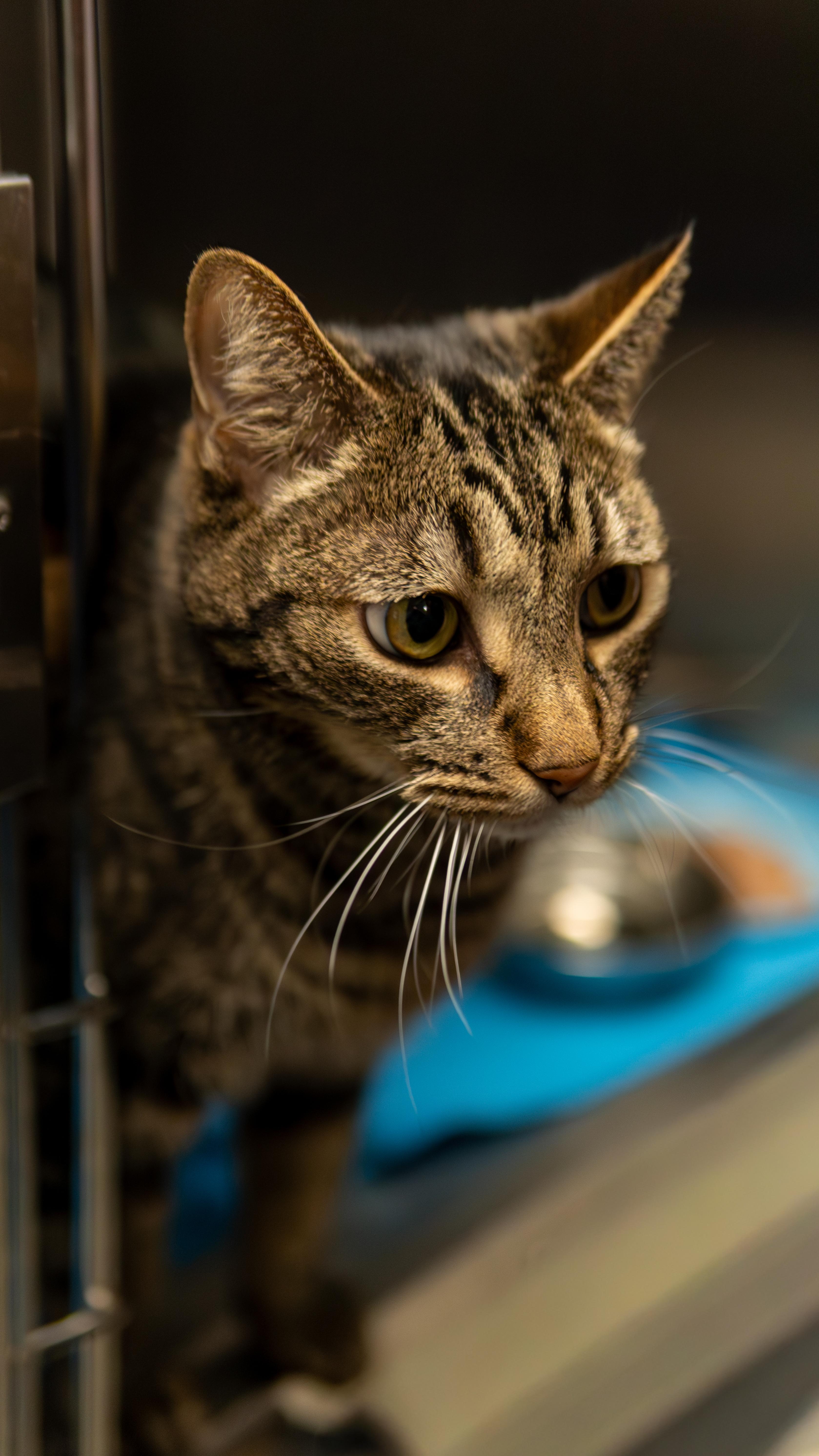 Calvin - Adoption fee fully sponsored in memory of Bubz, a Adoptable mixed breed in Chico, CA image 4/6