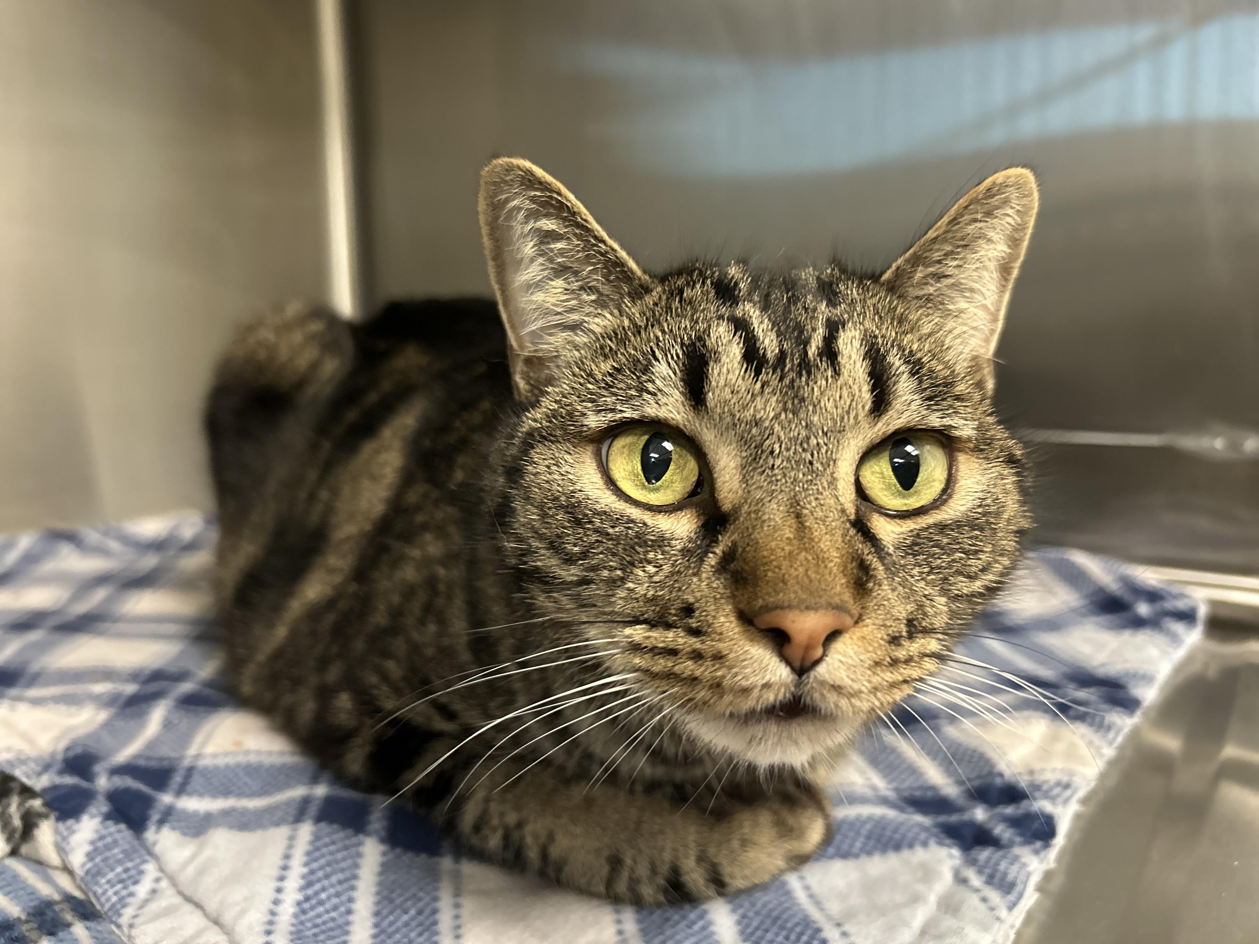 Calvin - Adoption fee fully sponsored in memory of Bubz, a Adoptable mixed breed in Chico, CA image 5/6