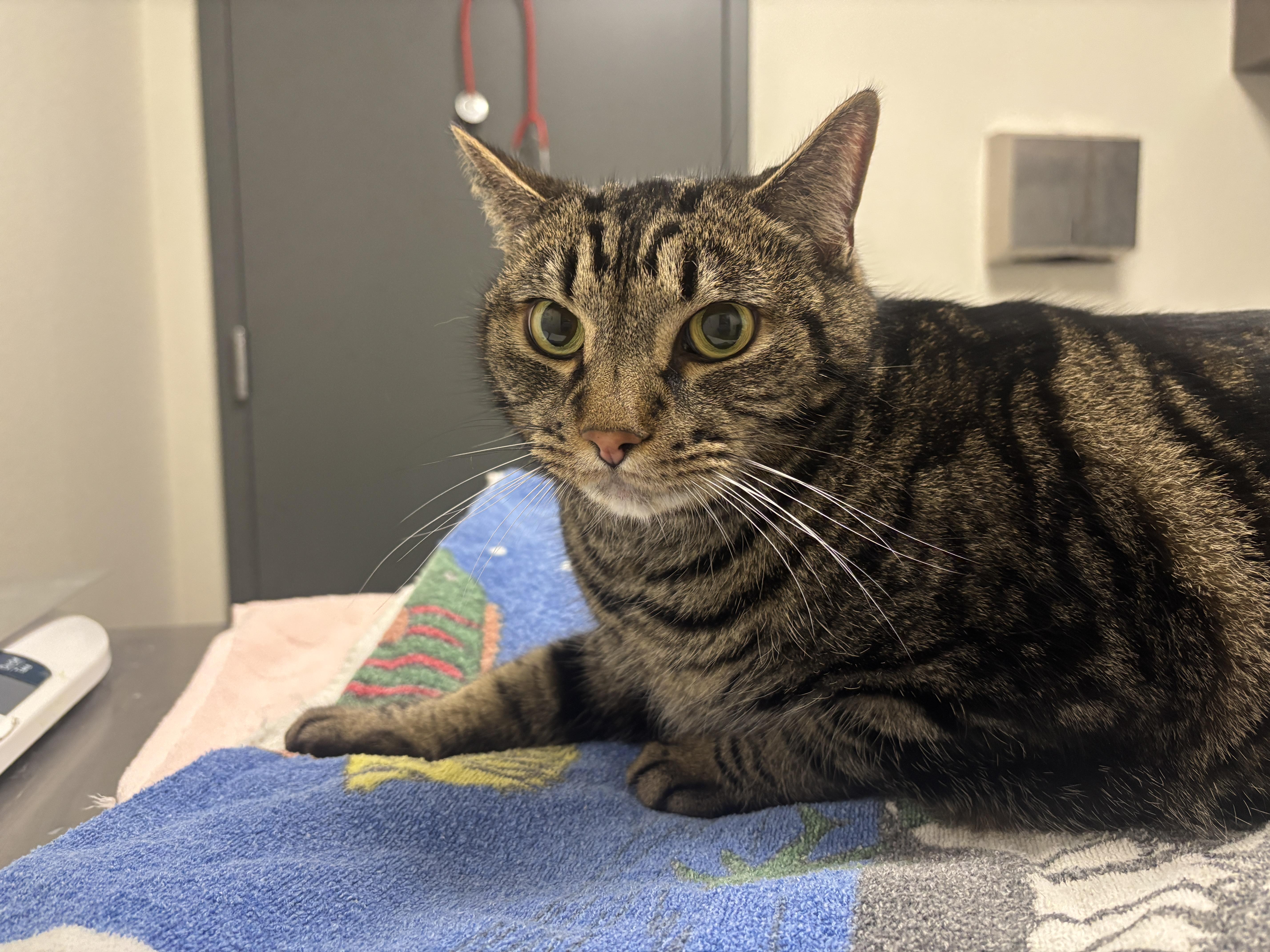 Calvin - Adoption fee fully sponsored in memory of Bubz, a Adoptable mixed breed in Chico, CA image 6/6