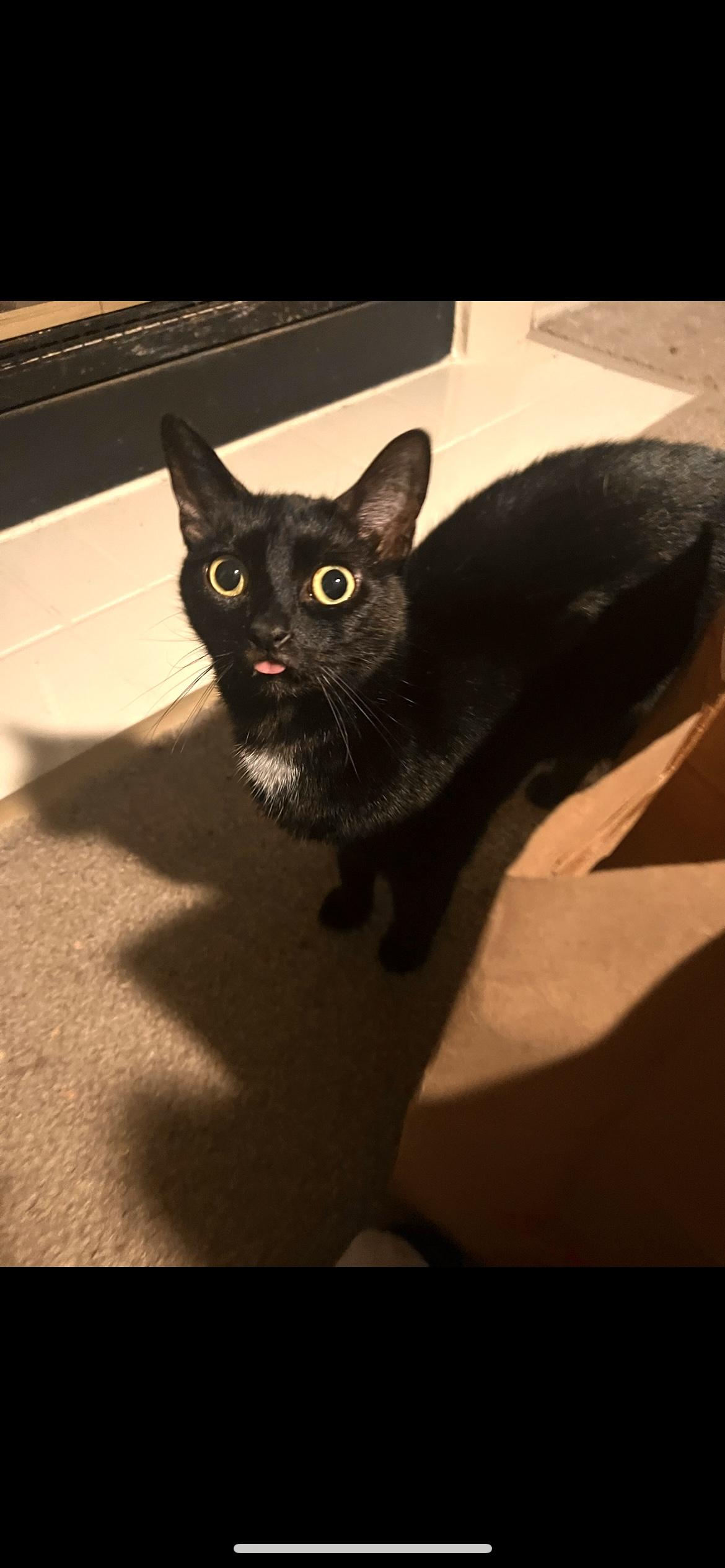 Enlarge Zombie (affectionate female kitty) only pet, a Adoptable Domestic Short Hair in Daytona Beach, FL image 2/5