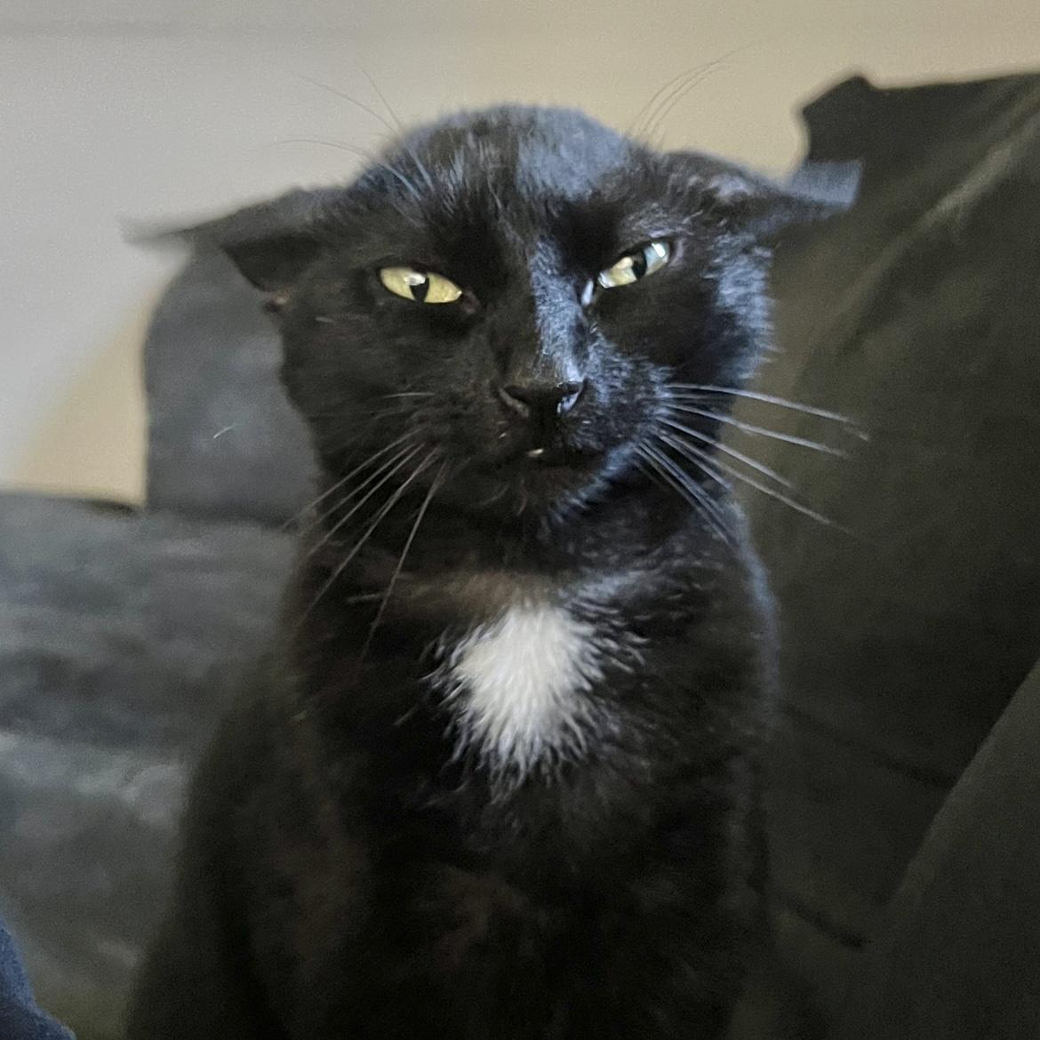 Enlarge Zombie (affectionate female kitty) only pet, a Adoptable Domestic Short Hair in Daytona Beach, FL image 4/5