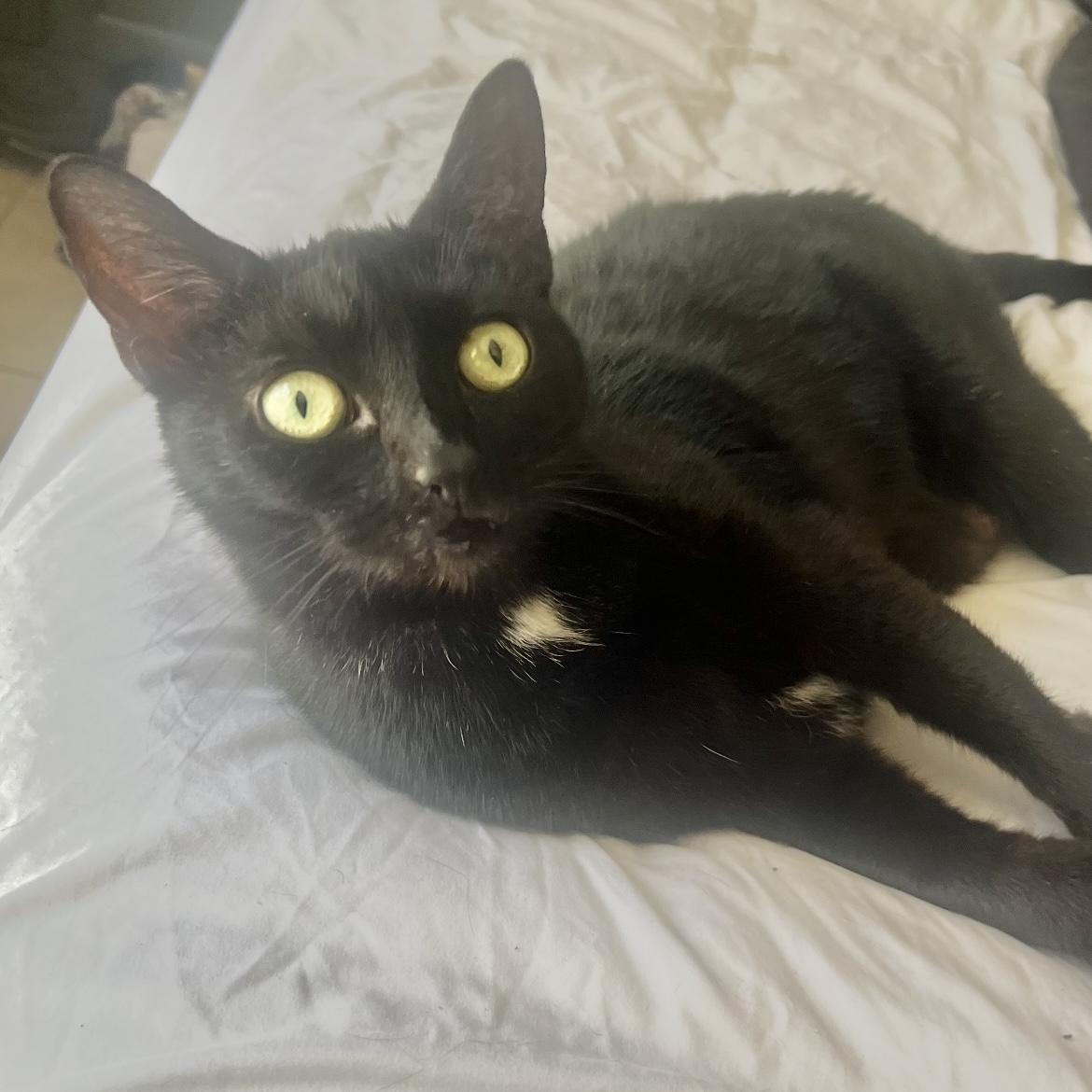 Enlarge Zombie (affectionate female kitty) only pet, a Adoptable Domestic Short Hair in Daytona Beach, FL image 3/5