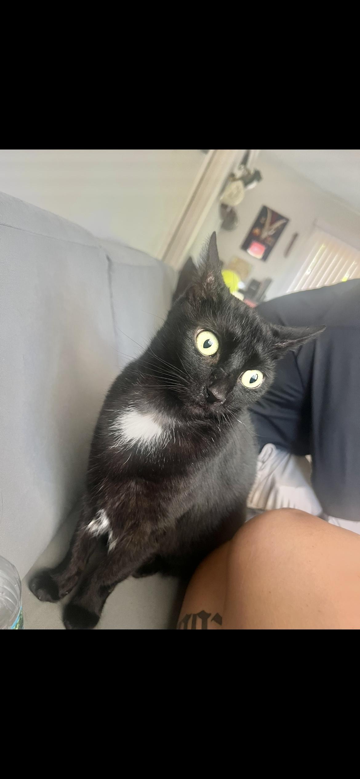 Zombie (affectionate female kitty) only pet, Adoptable, Adult Female Domestic Short Hair.