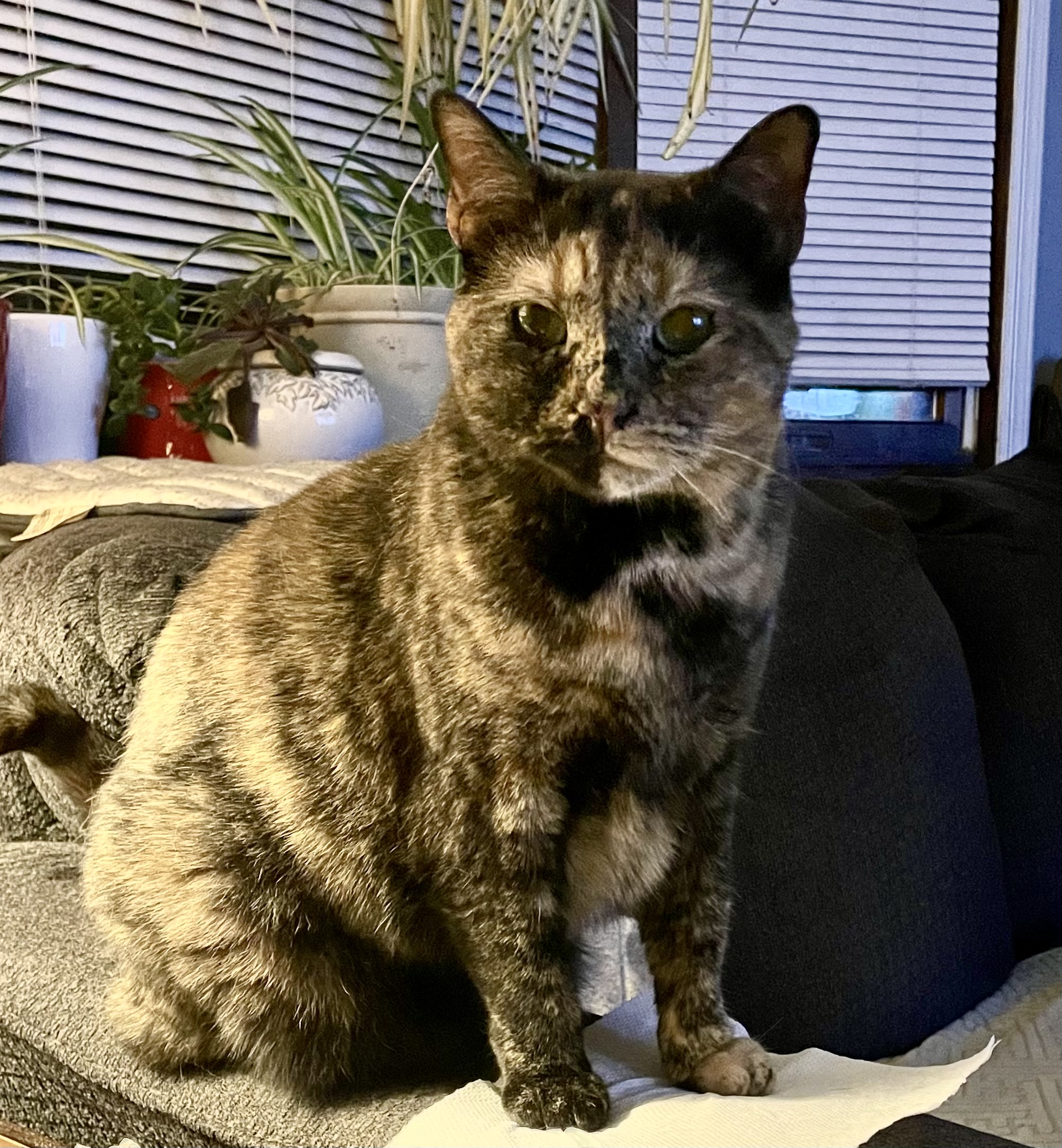 Enlarge Joanie, a Adoptable Domestic Short Hair in Cranford, NJ image 1/4