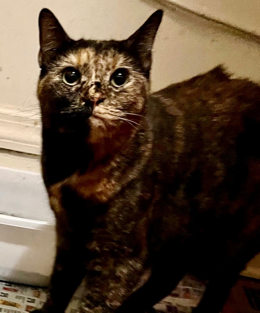 Enlarge Joanie, a Adoptable Domestic Short Hair in Cranford, NJ image 4/4