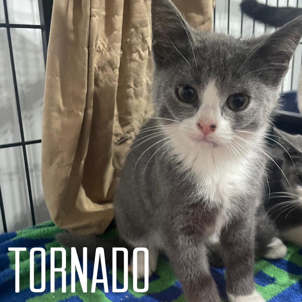 Enlarge Rain, a Adoptable mixed breed in Pierceton, IN image 1/3