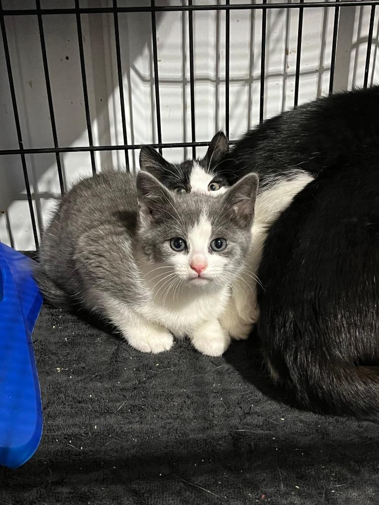 Enlarge Rain, a Adoptable mixed breed in Pierceton, IN image 2/3