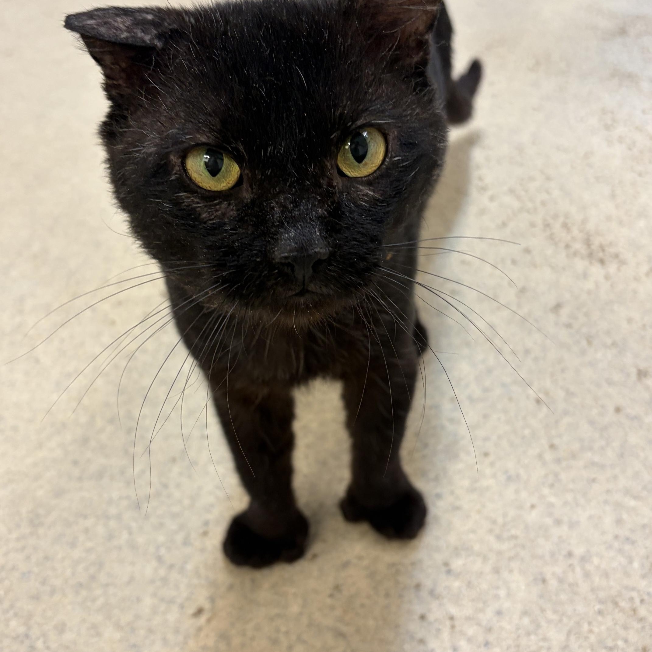 Enlarge Iggy, a ADOPTABLE Domestic Short Hair in Westbrook, CT image 1/1