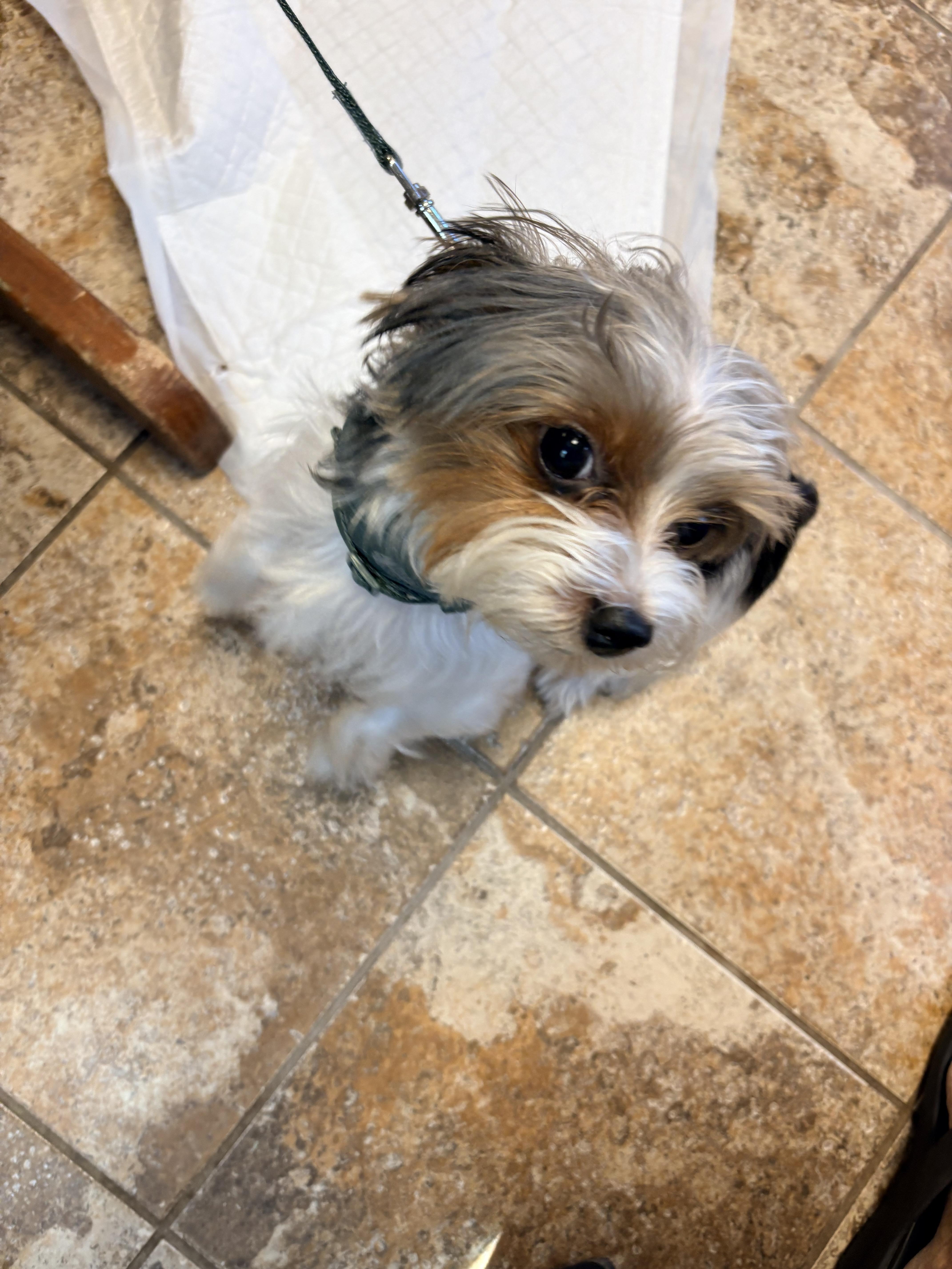 Enlarge Chispito, a Adopted Yorkshire Terrier in Harrison, NY image 3/3