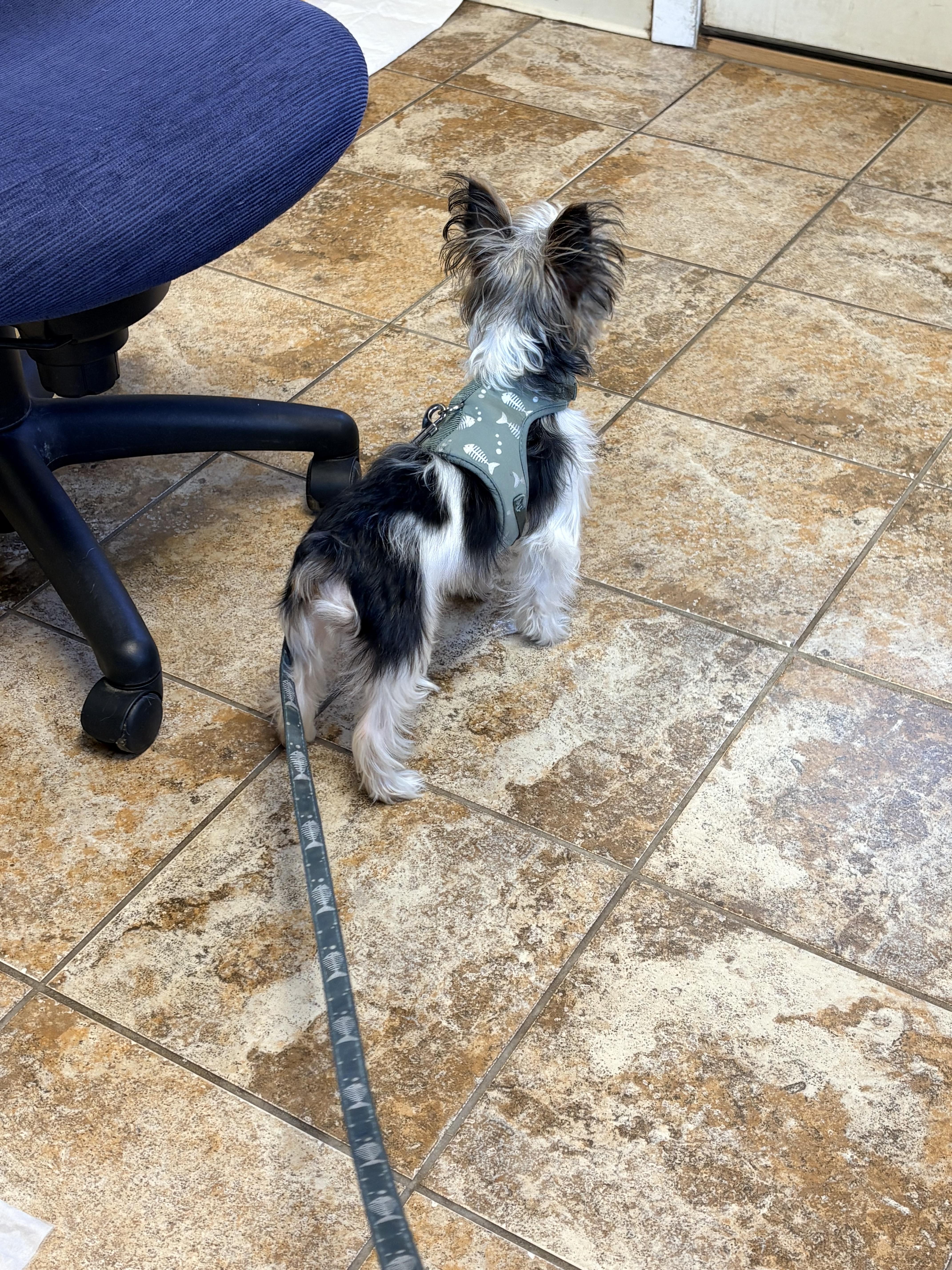 Enlarge Chispito, a Adopted Yorkshire Terrier in Harrison, NY image 2/3