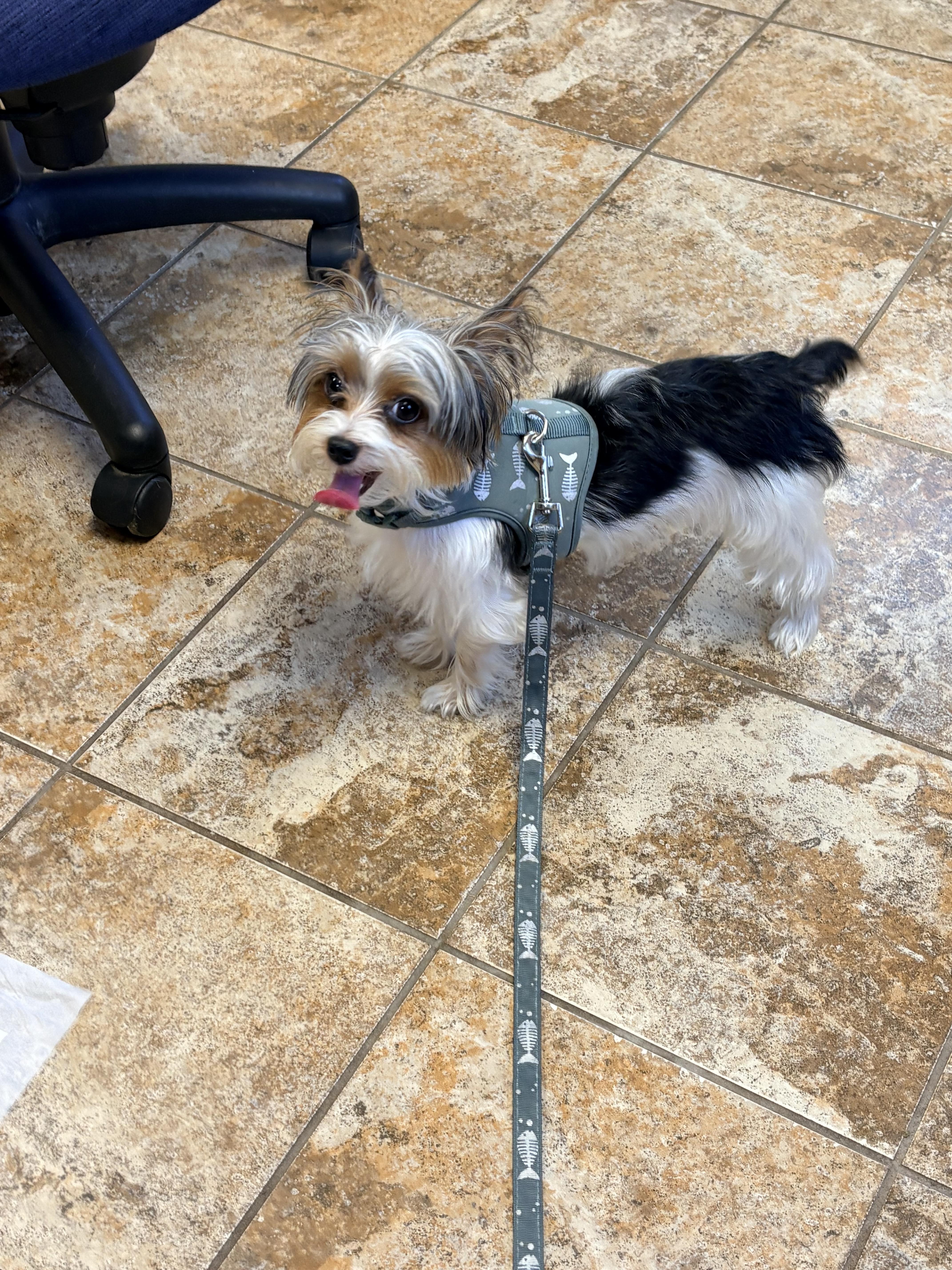 Chispito, Adopted, Young Male Yorkshire Terrier.