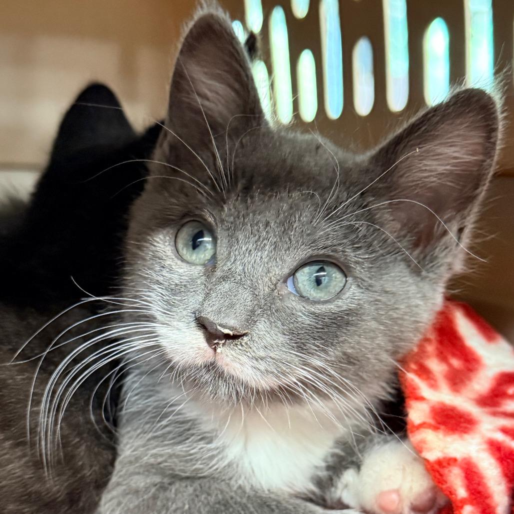 Enlarge Double, a Adoptable Domestic Short Hair in Redwood Valley, CA image 1/6