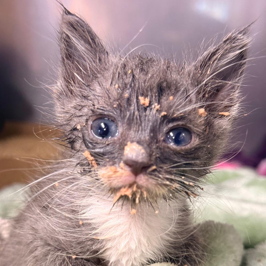Enlarge Double, a Adoptable Domestic Short Hair in Redwood Valley, CA image 2/6