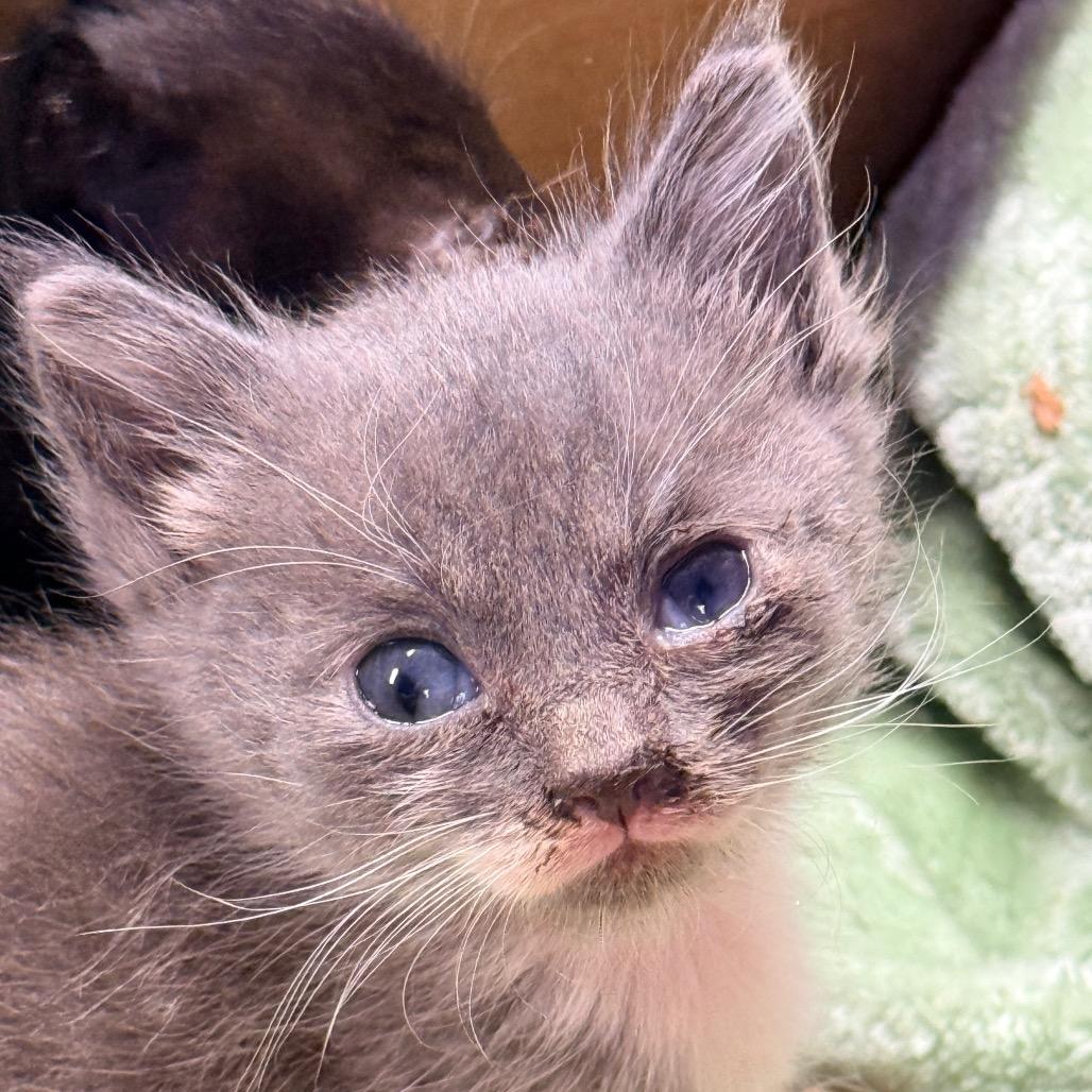 Enlarge Double, a Adoptable Domestic Short Hair in Redwood Valley, CA image 3/6
