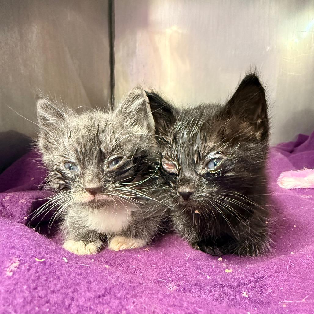 Enlarge Double, a Adoptable Domestic Short Hair in Redwood Valley, CA image 4/6