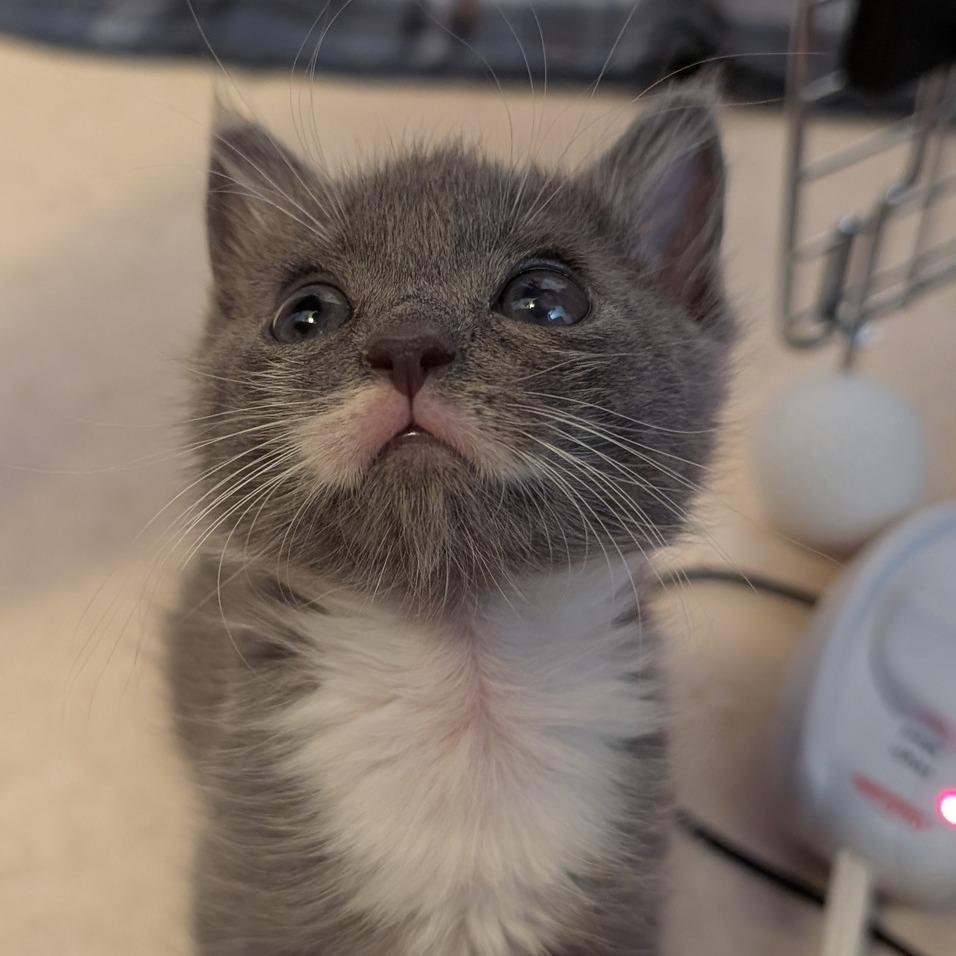 Enlarge Double, a Adoptable Domestic Short Hair in Redwood Valley, CA image 5/6