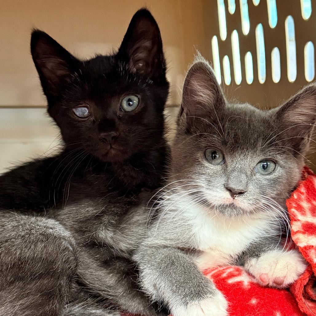 Enlarge Double, a Adoptable Domestic Short Hair in Redwood Valley, CA image 6/6