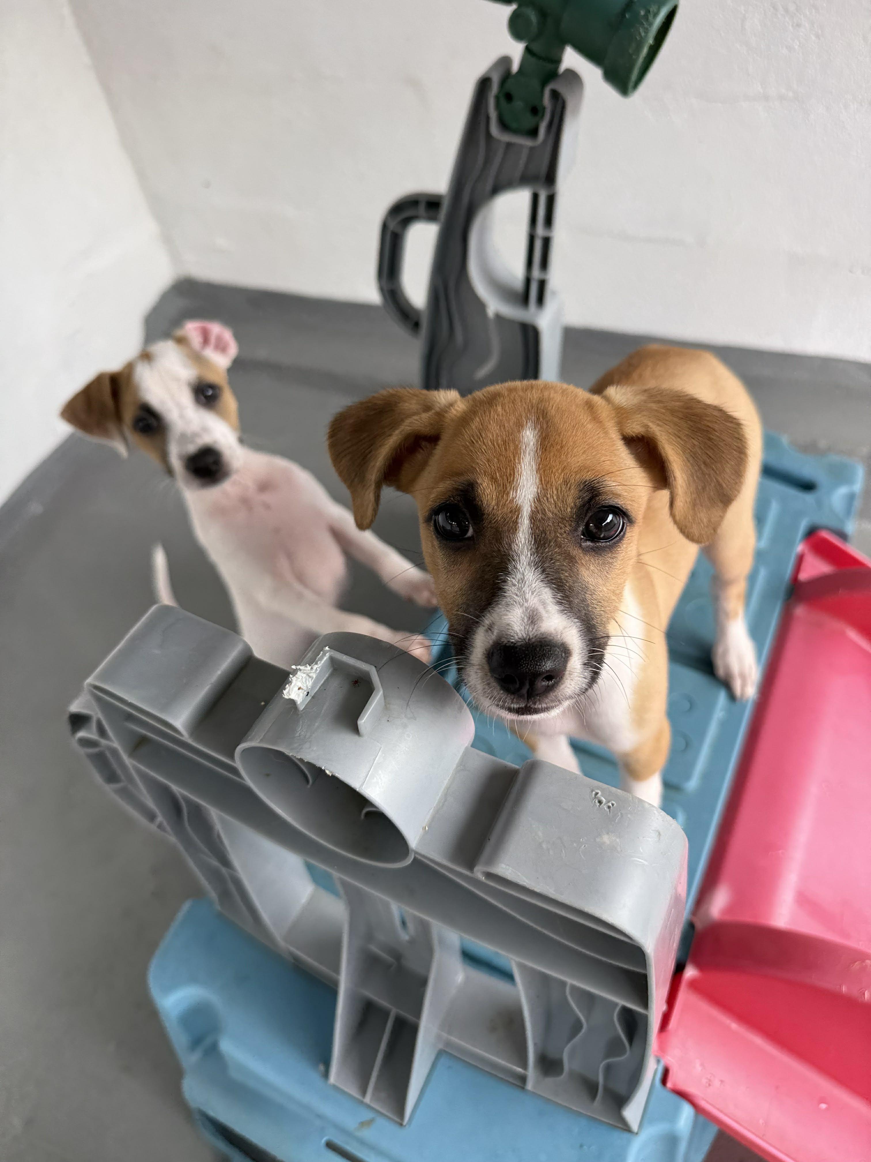 Enlarge Flo, an adopted mixed breed in ISABELA, PR image 3/6