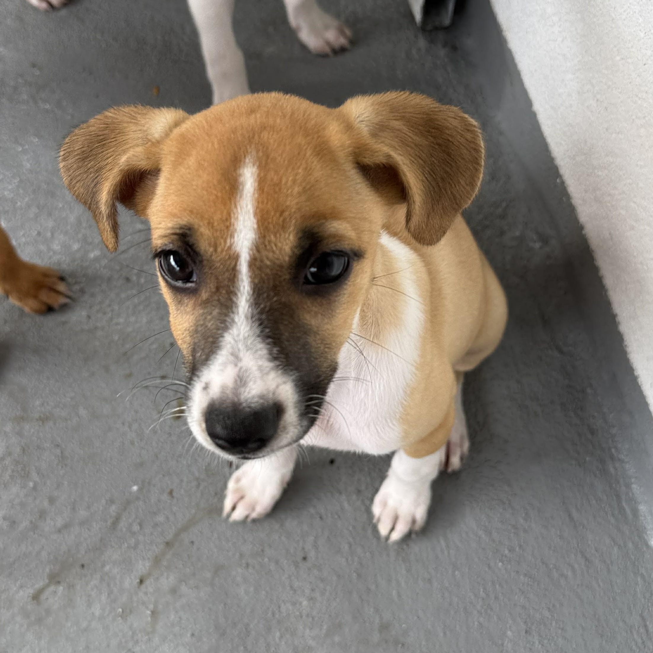 Enlarge Flo, an adopted mixed breed in ISABELA, PR image 1/6