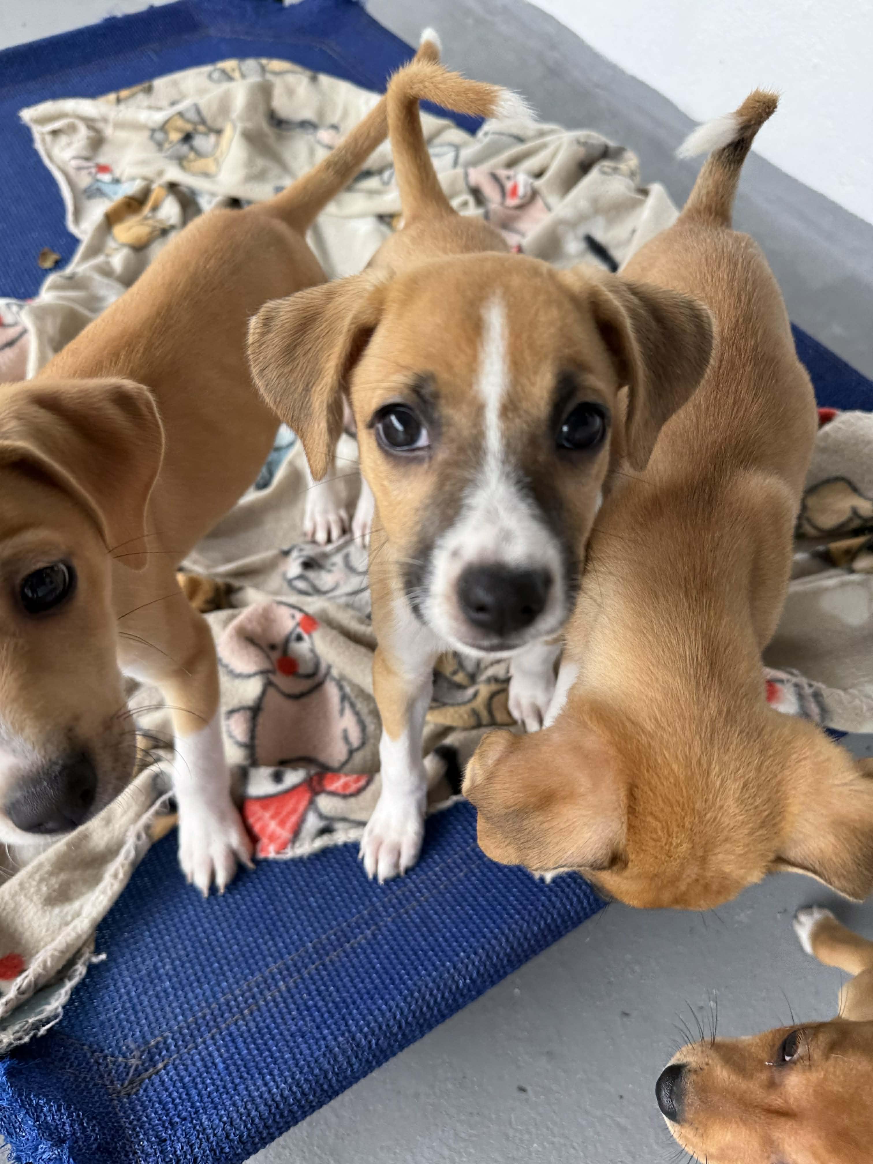 Enlarge Flo, an adopted mixed breed in ISABELA, PR image 6/6