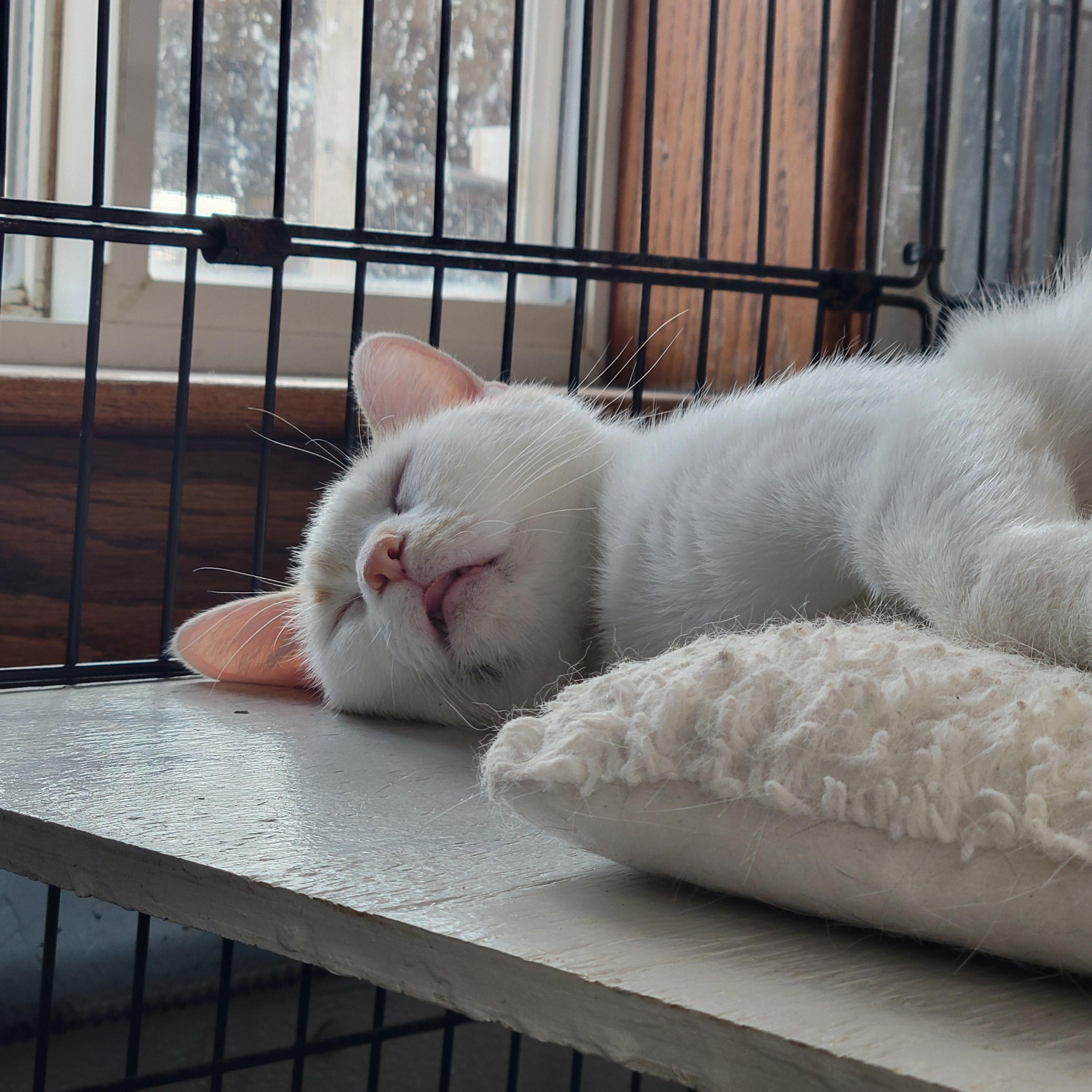 Enlarge Buffy, a ADOPTABLE Domestic Short Hair in Clarinda, IA image 6/6