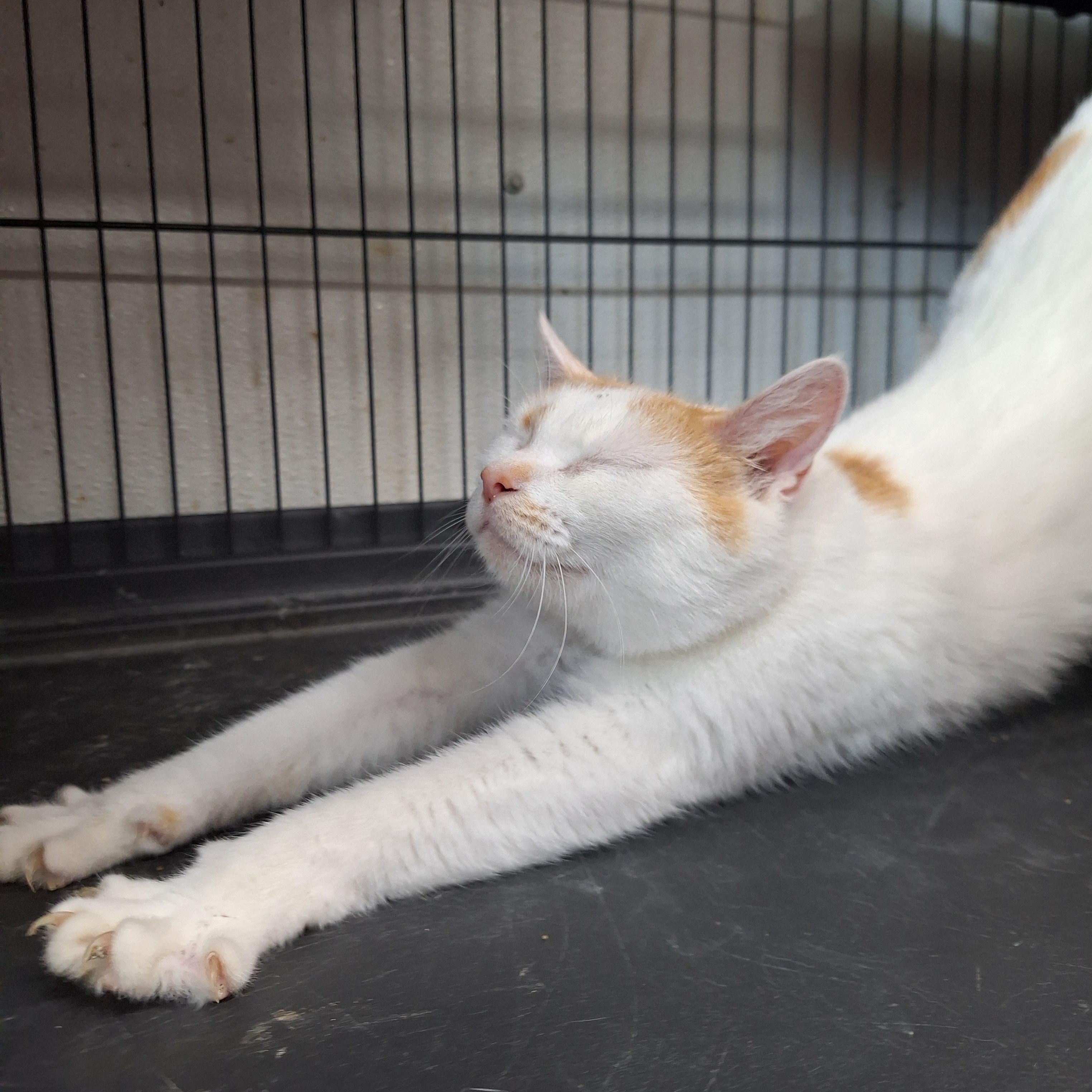 Enlarge Buffy, a ADOPTABLE Domestic Short Hair in Clarinda, IA image 2/5
