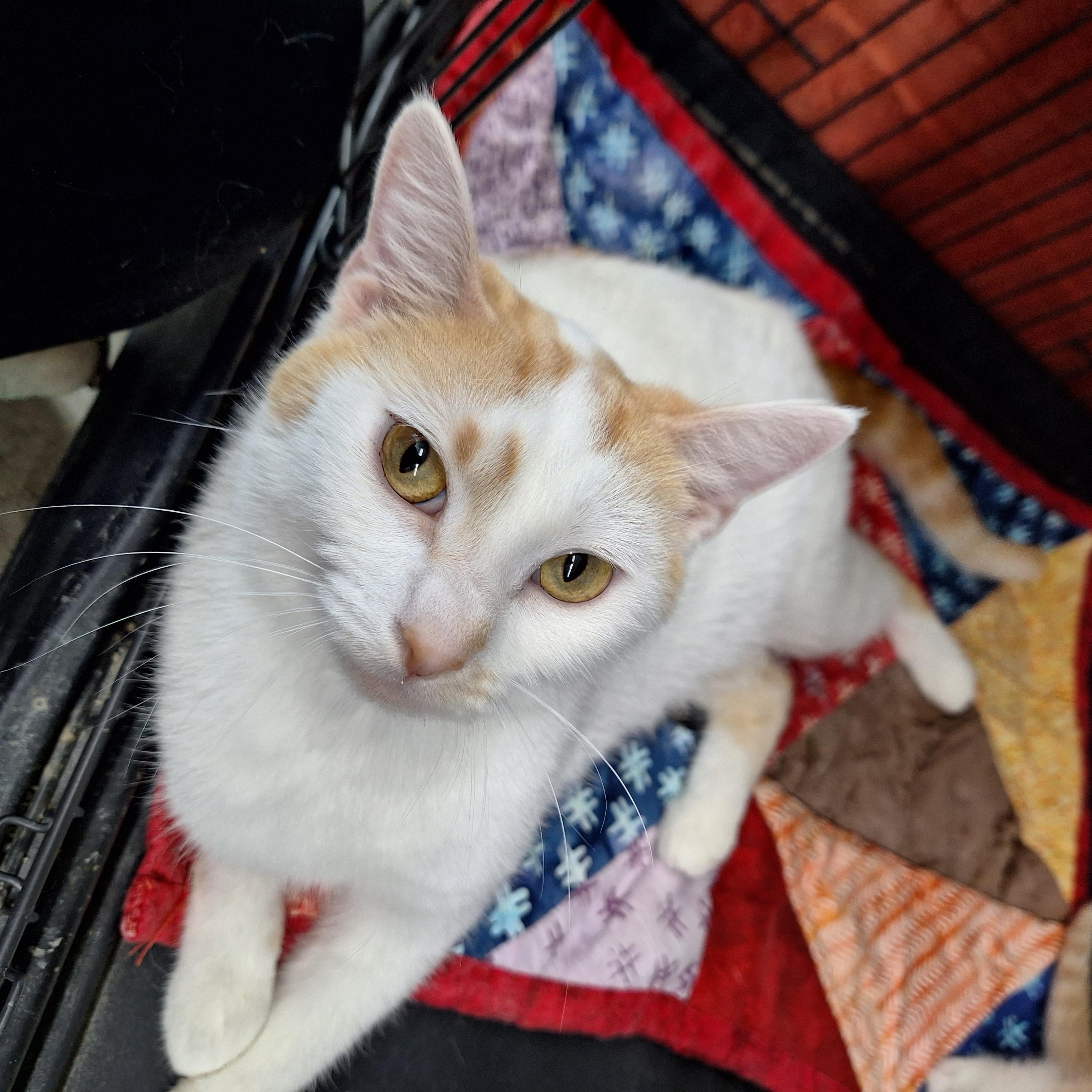 Enlarge Buffy, a ADOPTABLE Domestic Short Hair in Clarinda, IA image 4/5