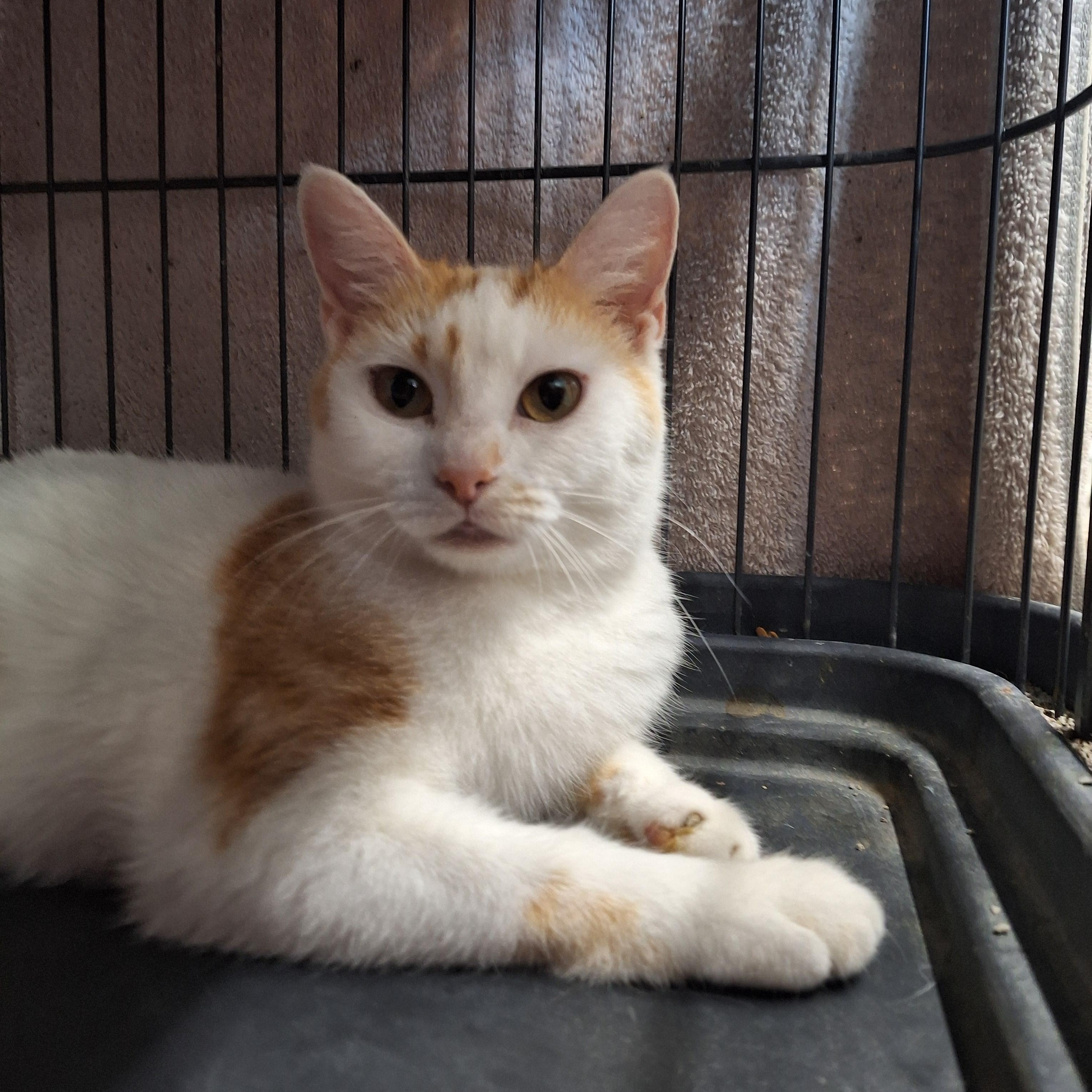 Enlarge Buffy, a ADOPTABLE Domestic Short Hair in Clarinda, IA image 3/5