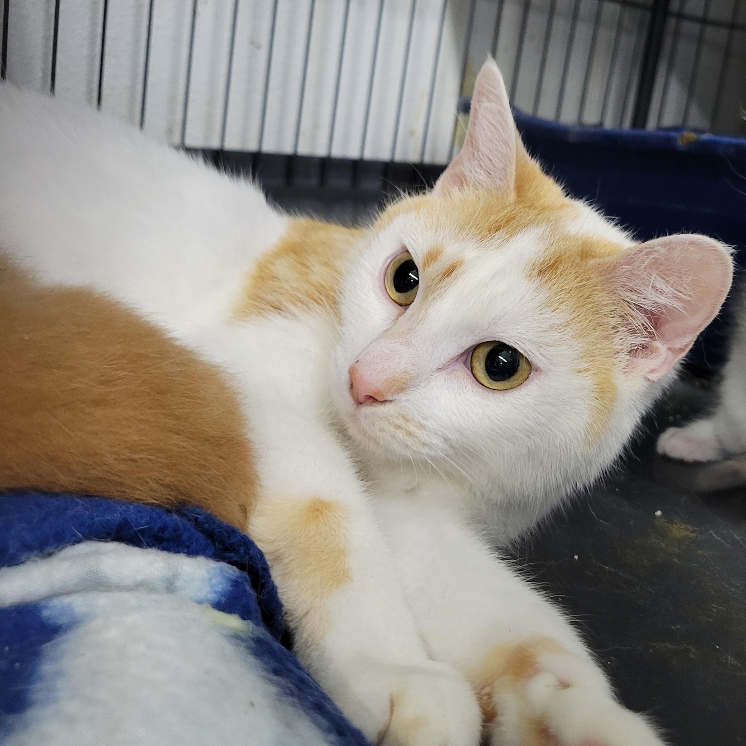 Enlarge Buffy, a ADOPTABLE Domestic Short Hair in Clarinda, IA image 1/1