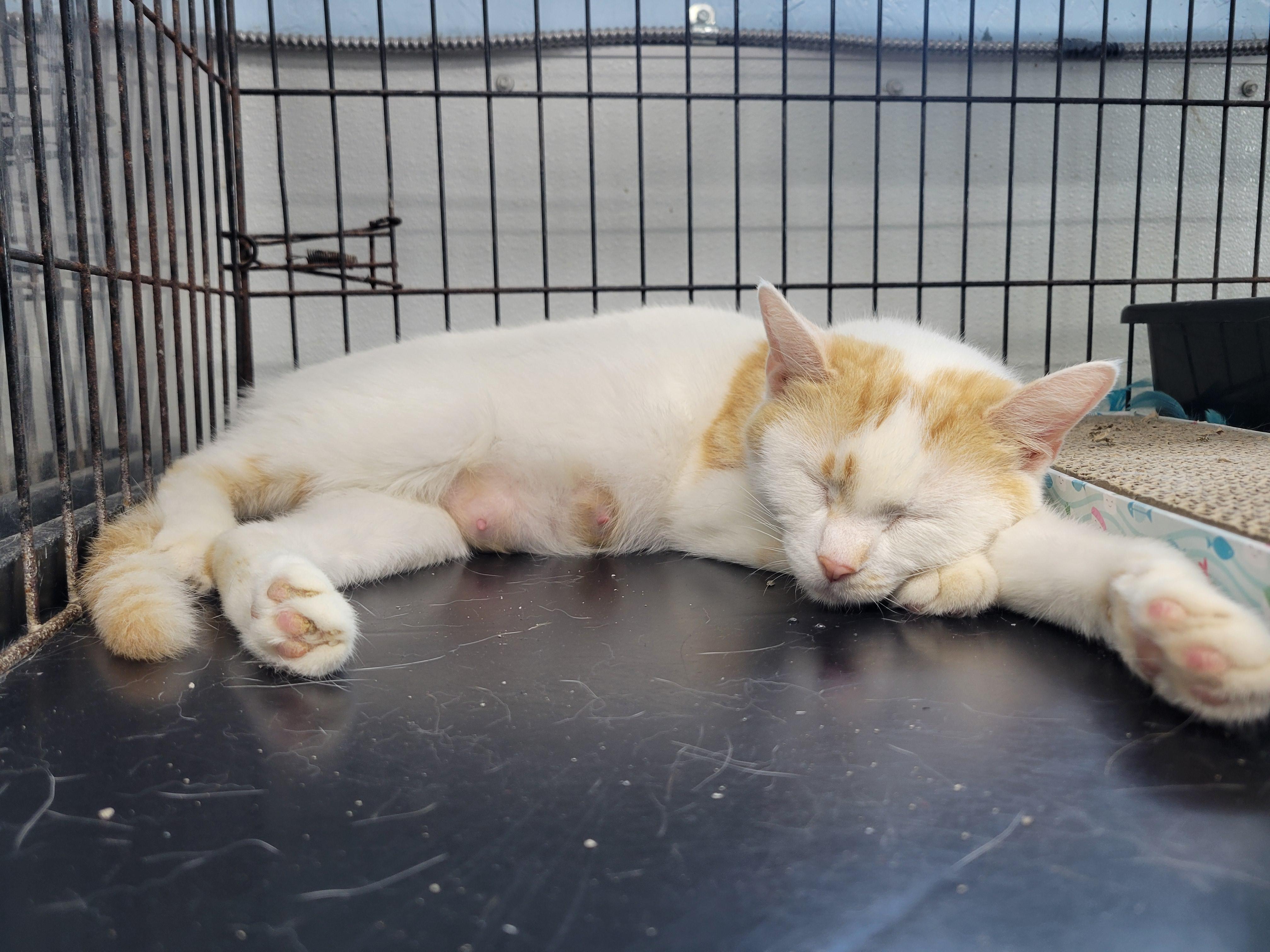 Enlarge Buffy, a ADOPTABLE Domestic Short Hair in Clarinda, IA image 5/5