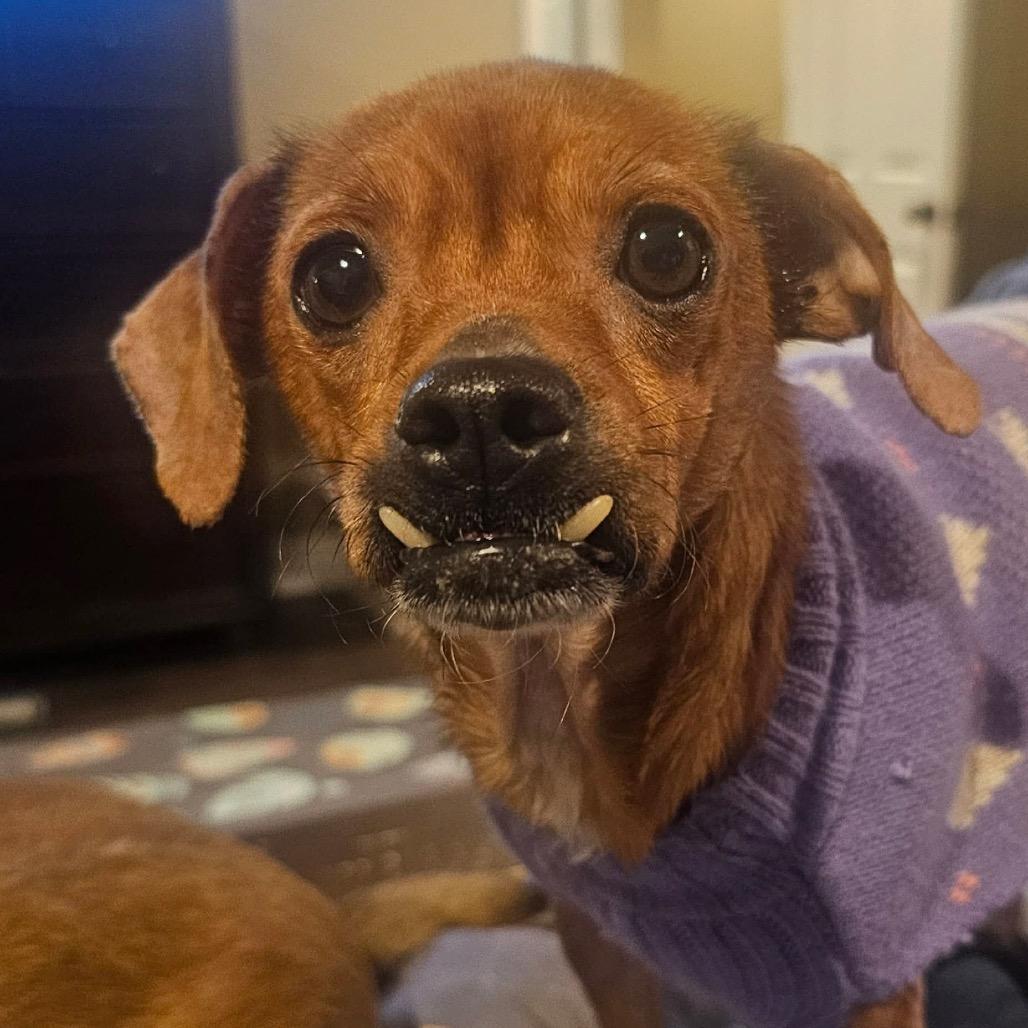 Briar, Adoptable, Adult Female Chihuahua.