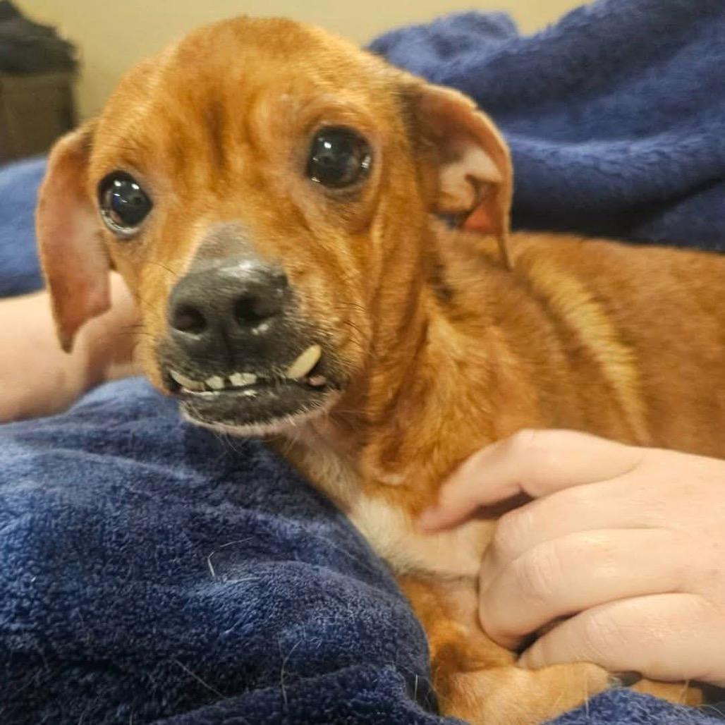 Briar, a Adoptable Chihuahua in Jackson, MO image 2/2