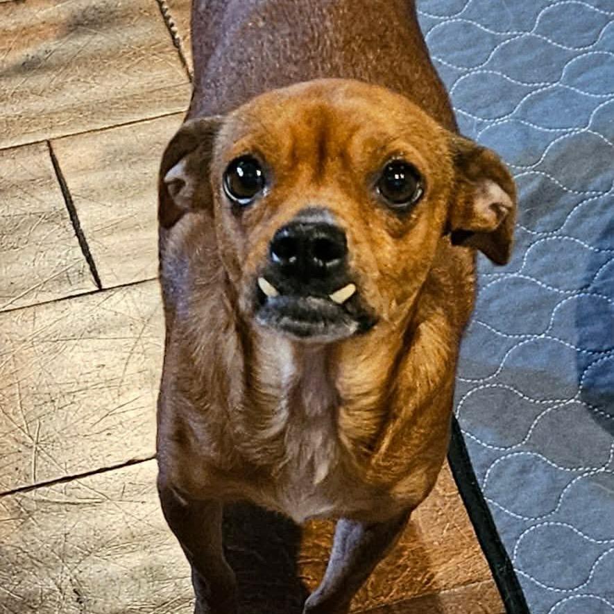 Enlarge Briar, a Adoptable Chihuahua in Jackson, MO image 4/6