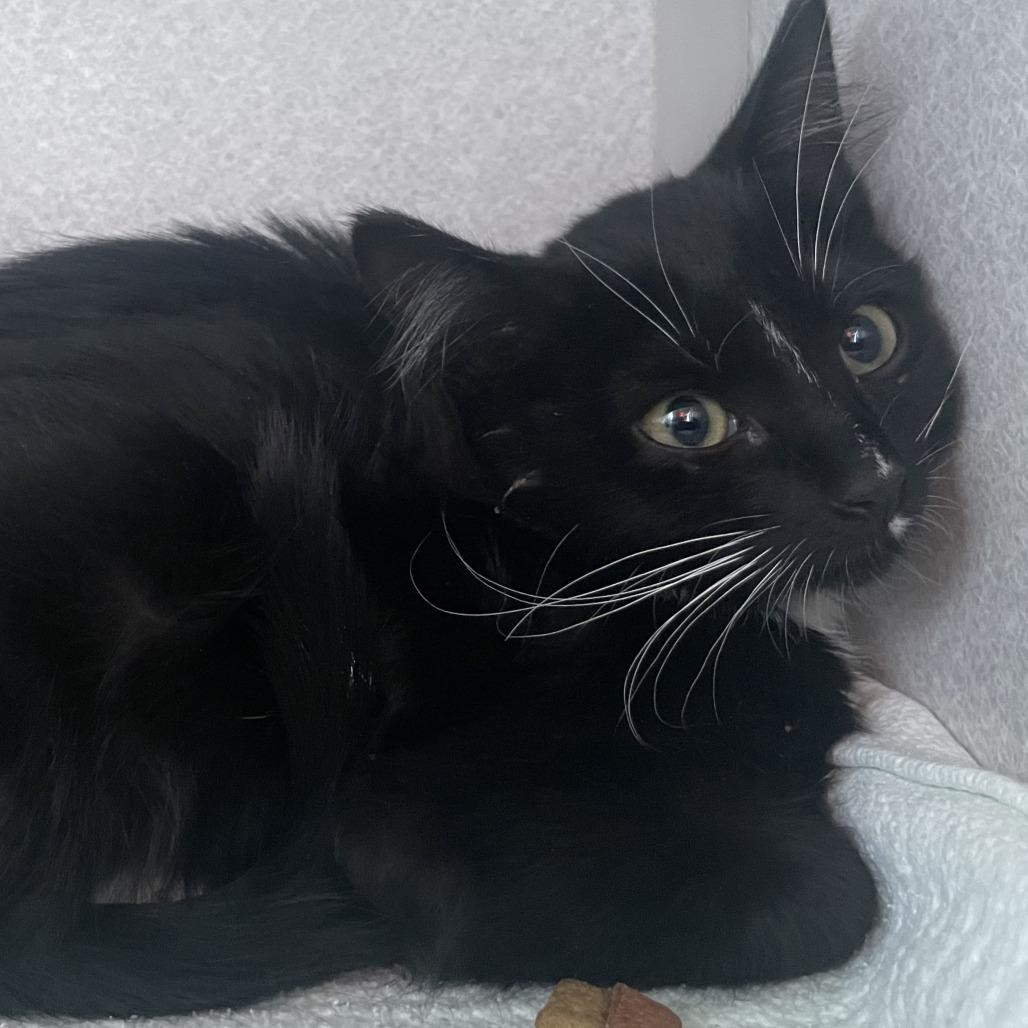 Fergie, Adoptable, Kitten Female Domestic Short Hair.