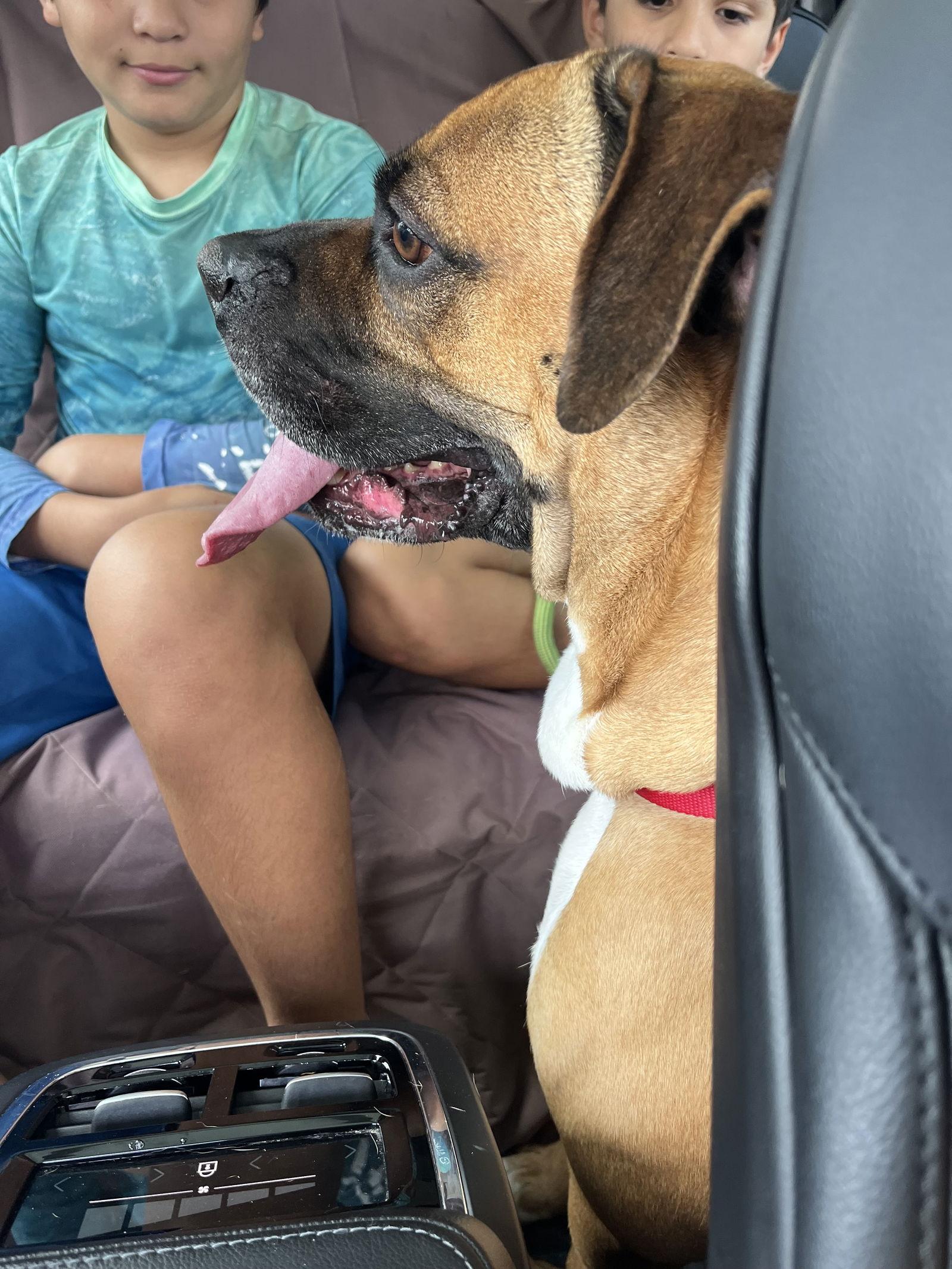 SAMMY, Adoptable, Adult Male Boxer.