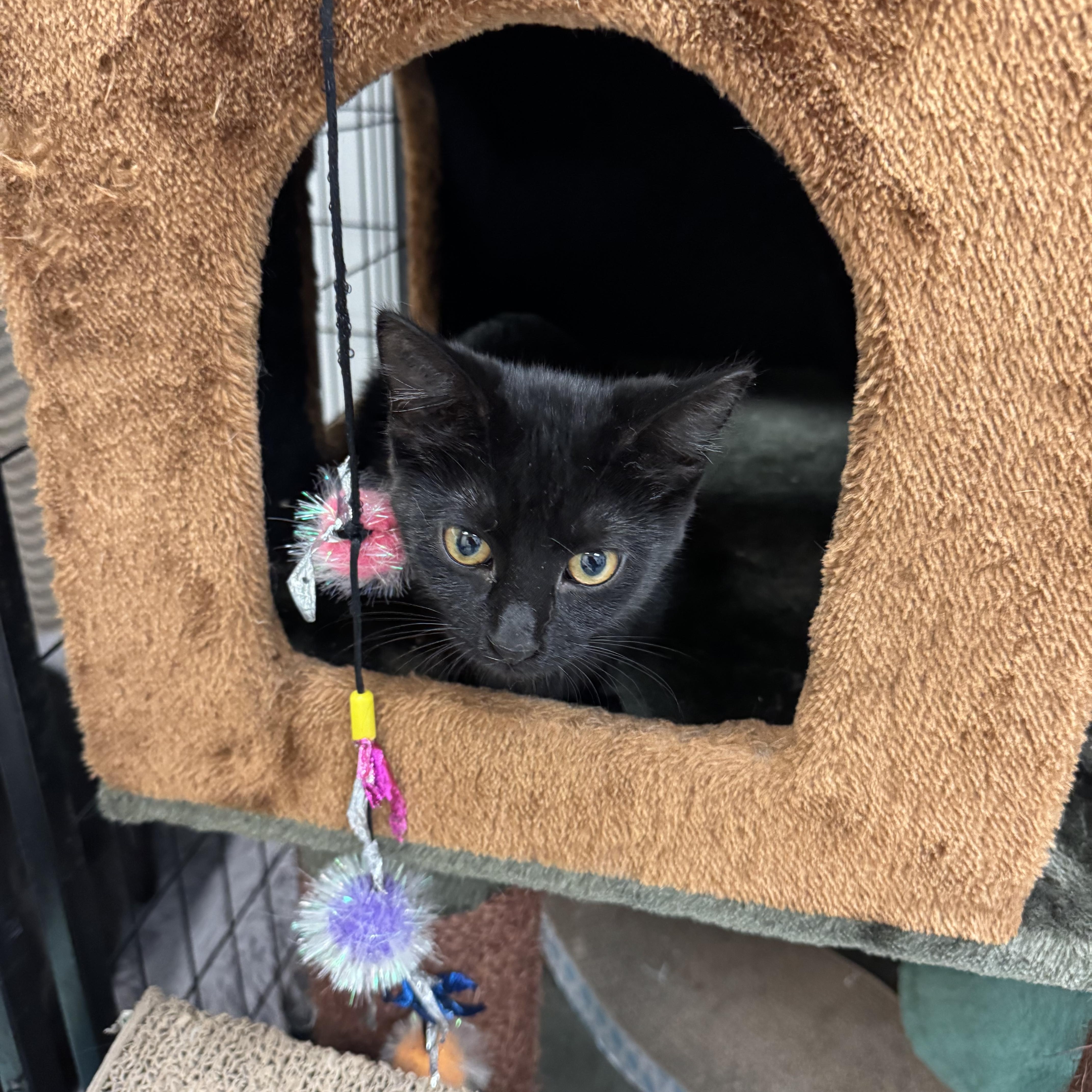 Enlarge Violet, a Adoptable Domestic Short Hair in Crystal Lake, IL image 3/3