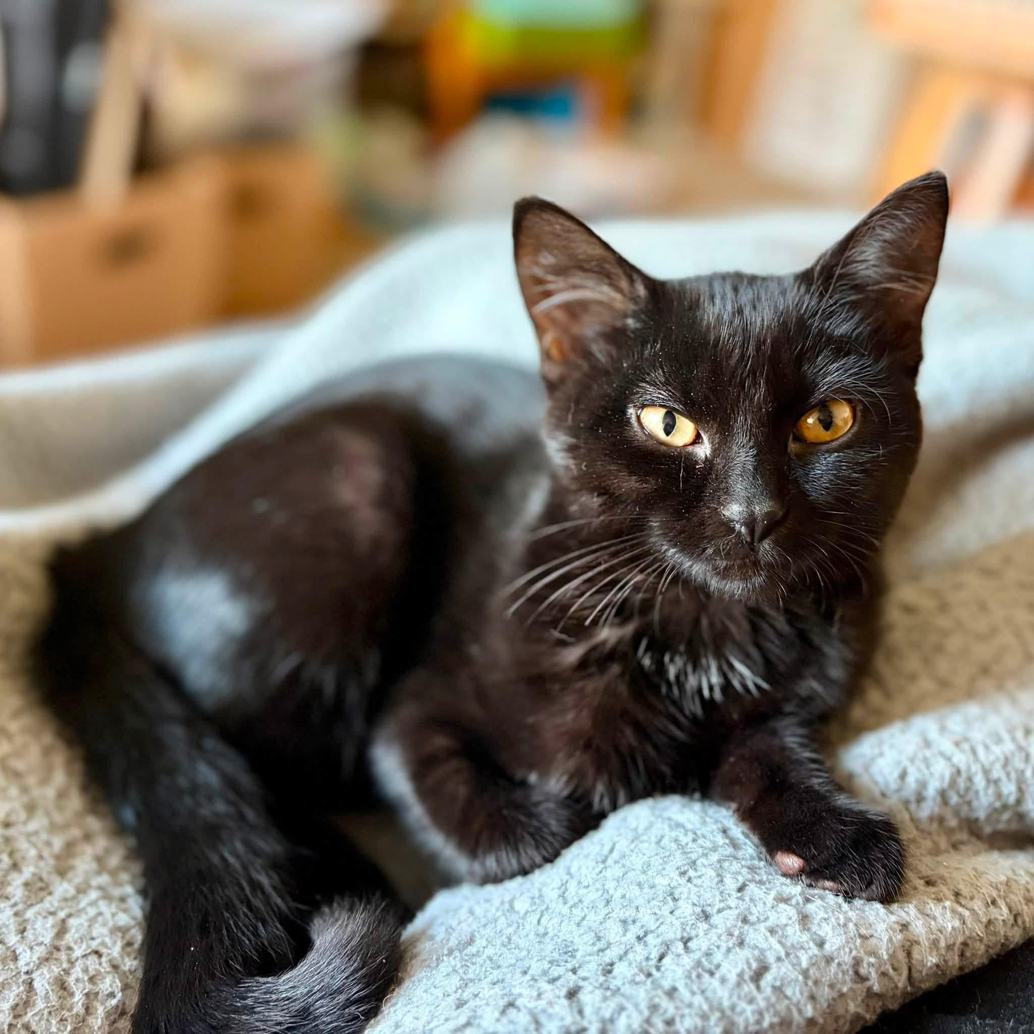 Violet, Adoptable, Kitten Female Domestic Short Hair.
