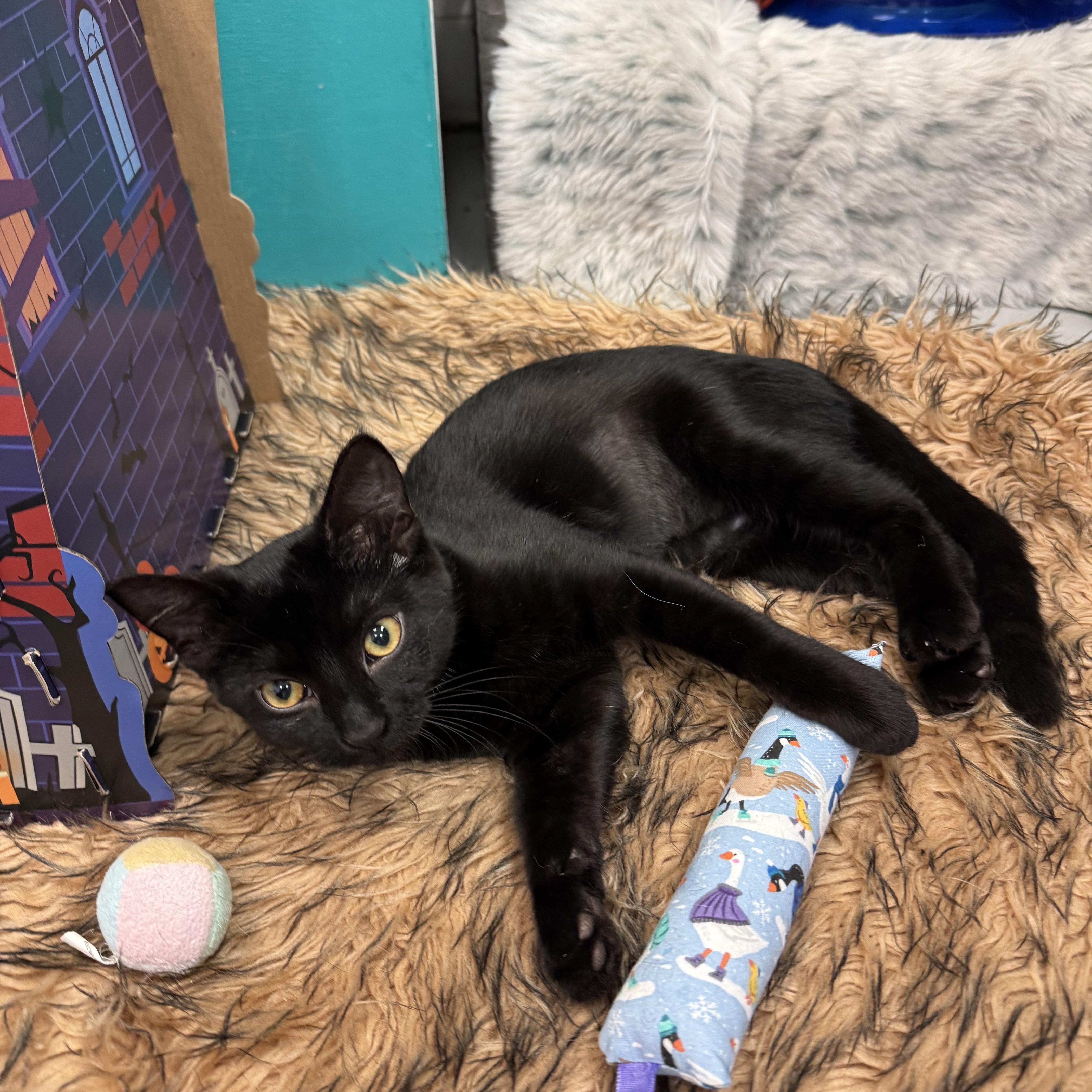 Enlarge Violet, a Adoptable Domestic Short Hair in Crystal Lake, IL image 2/3