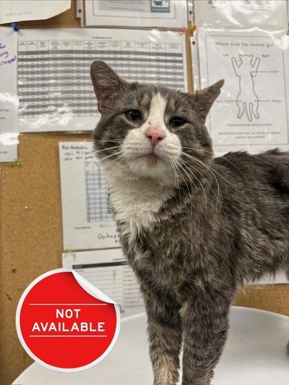 Enlarge Bagel, a Adoptable mixed breed in Lowell, MA image 1/1