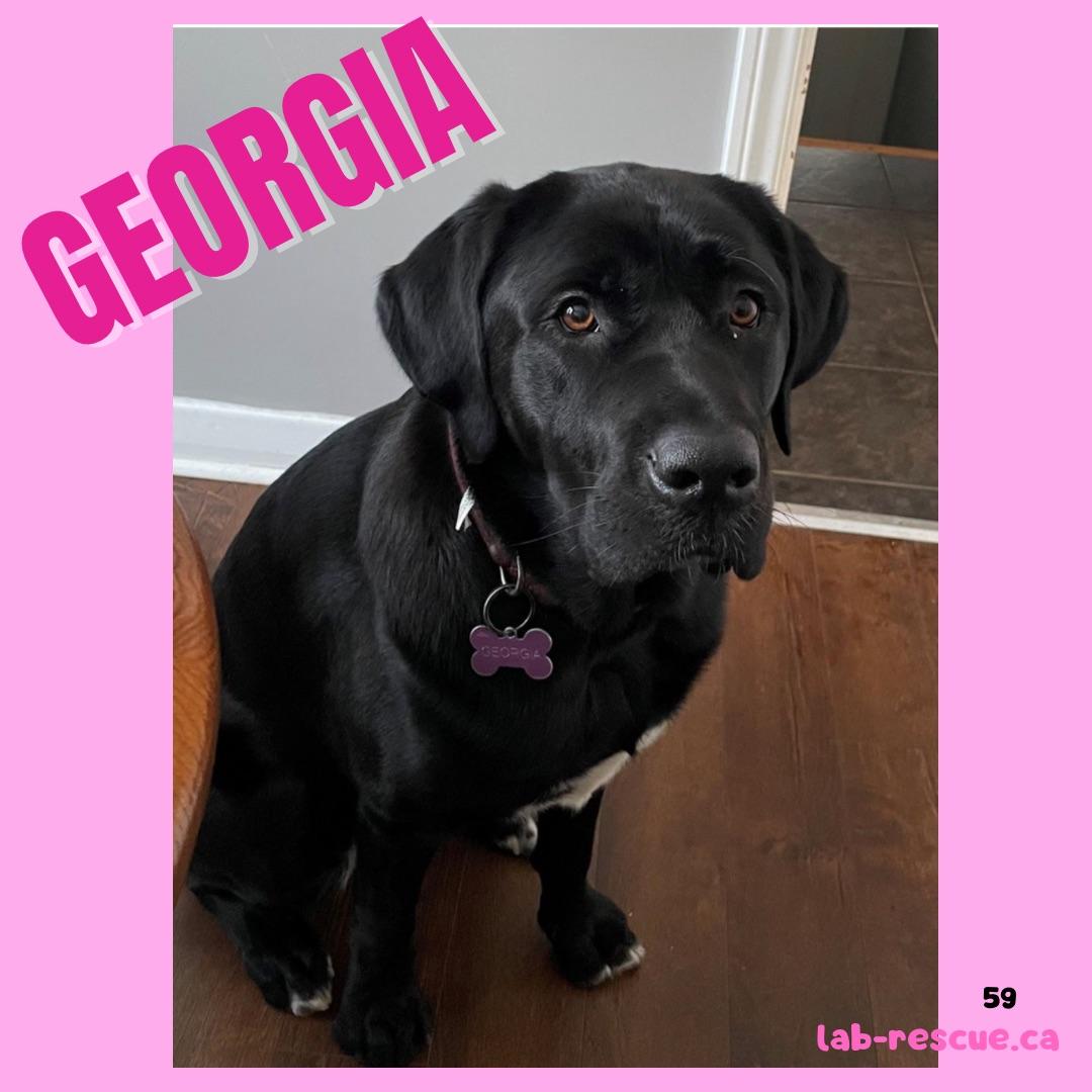 Georgia, ADOPTABLE, Young Female Black Labrador Retriever.