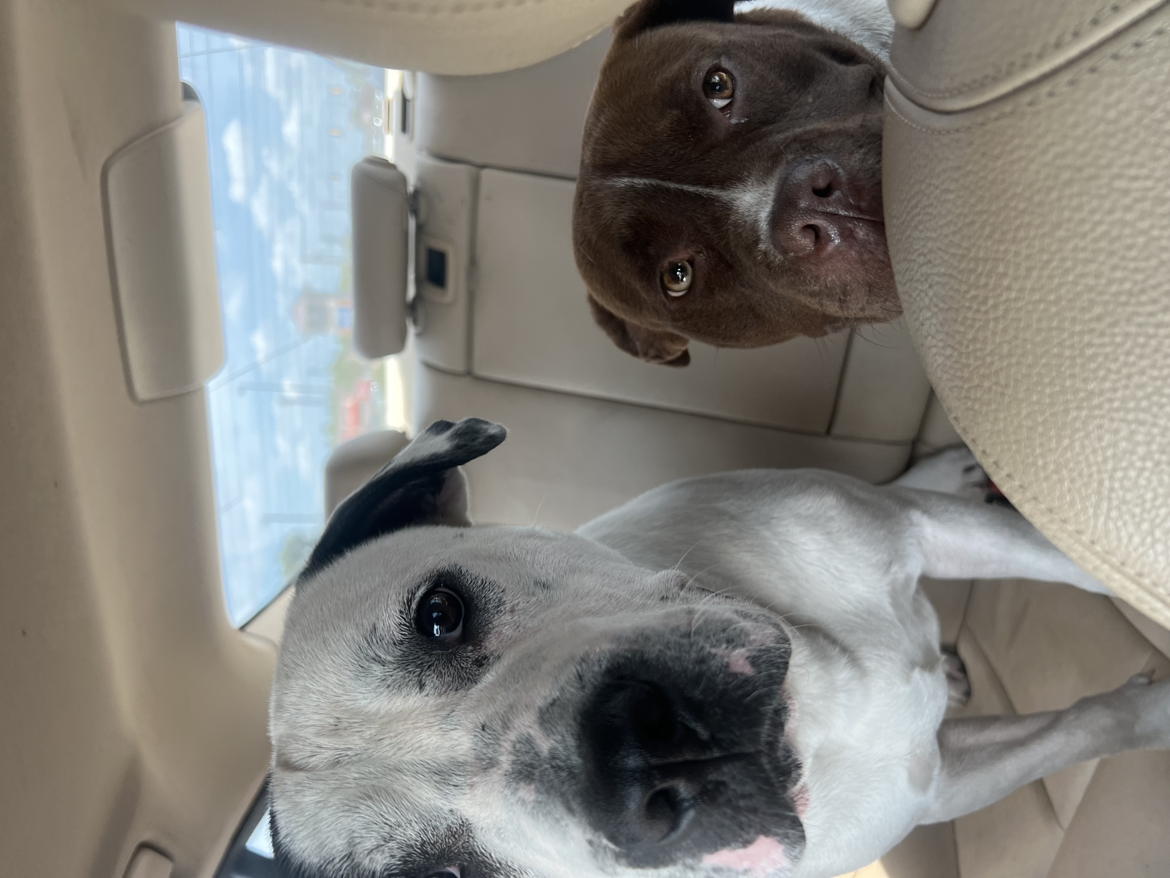 Bumi, a Adoptable mixed breed in Charlotte, NC image 3/6