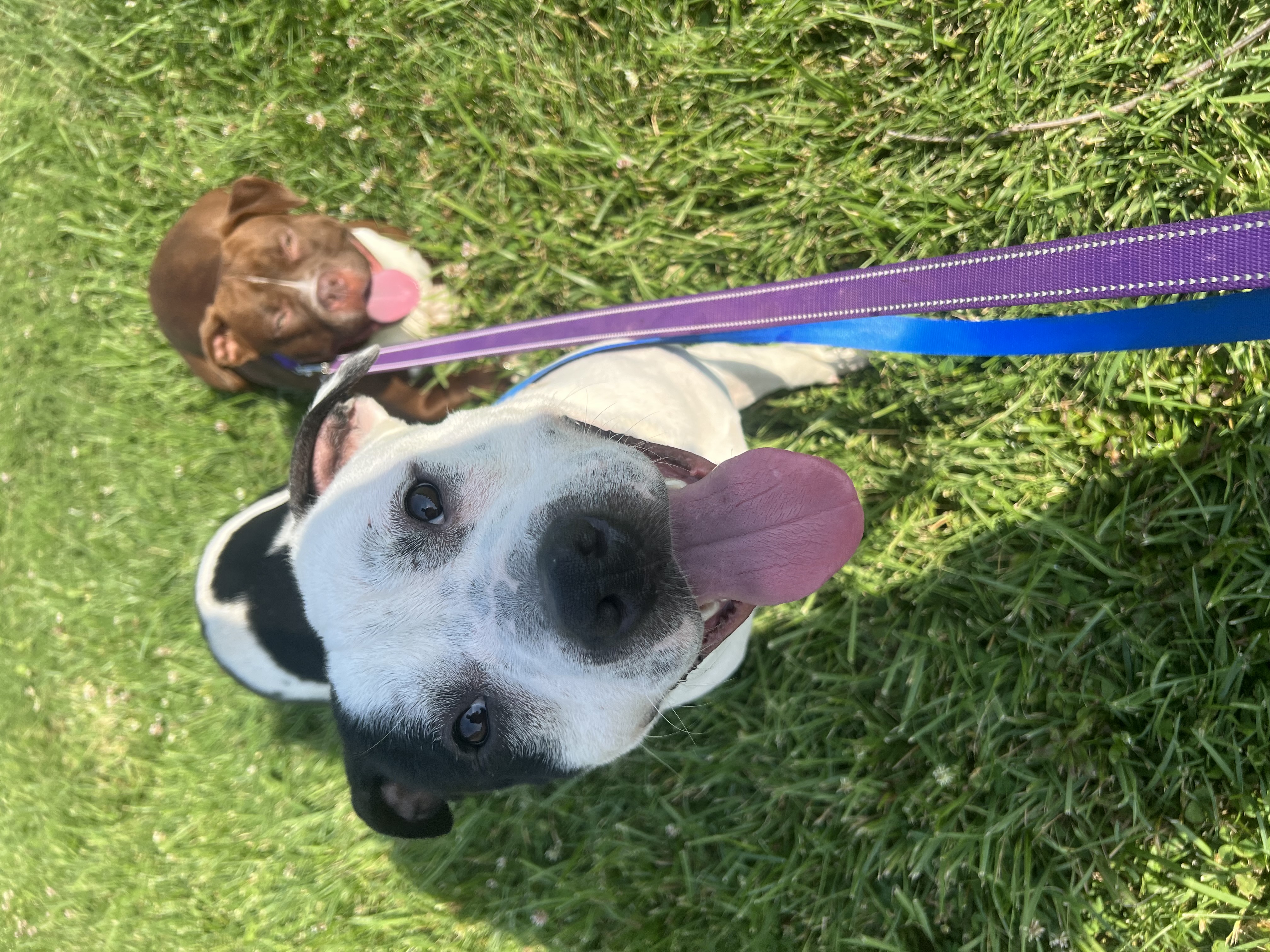 Bumi, a Adoptable mixed breed in Charlotte, NC image 4/6