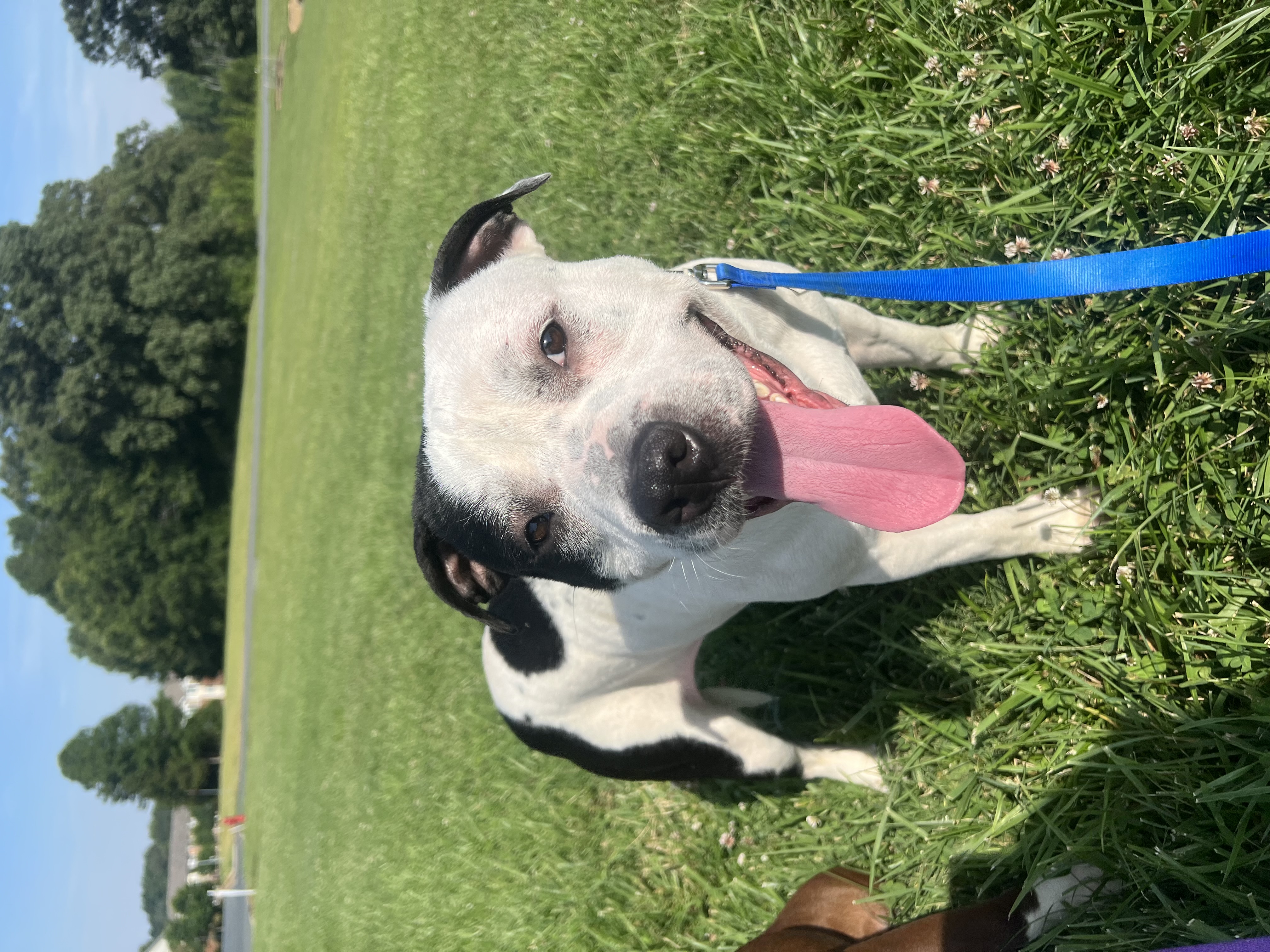 Bumi, Adoptable, Adult Male Pit Bull Terrier.