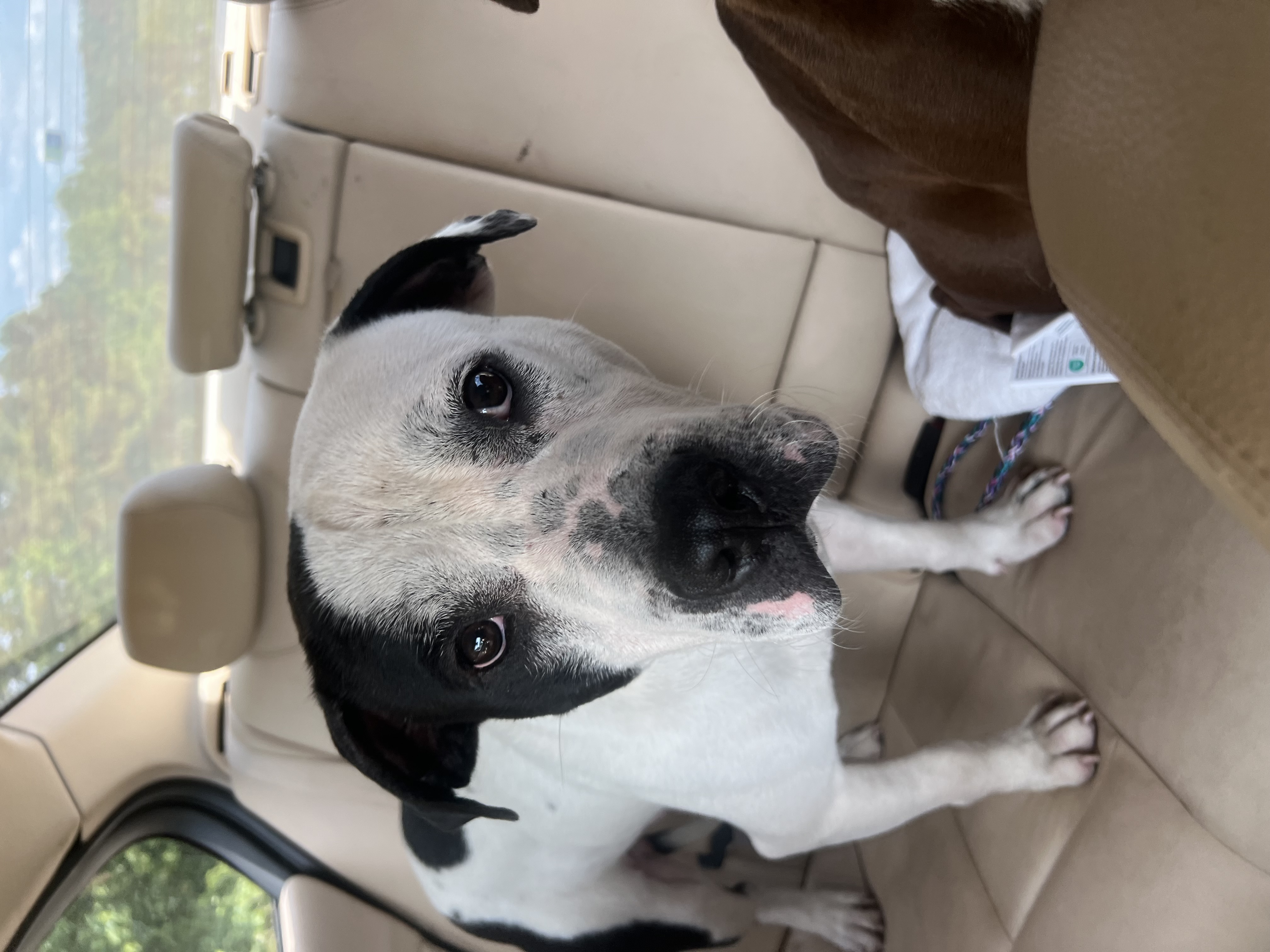 Bumi, a Adoptable mixed breed in Charlotte, NC image 5/6