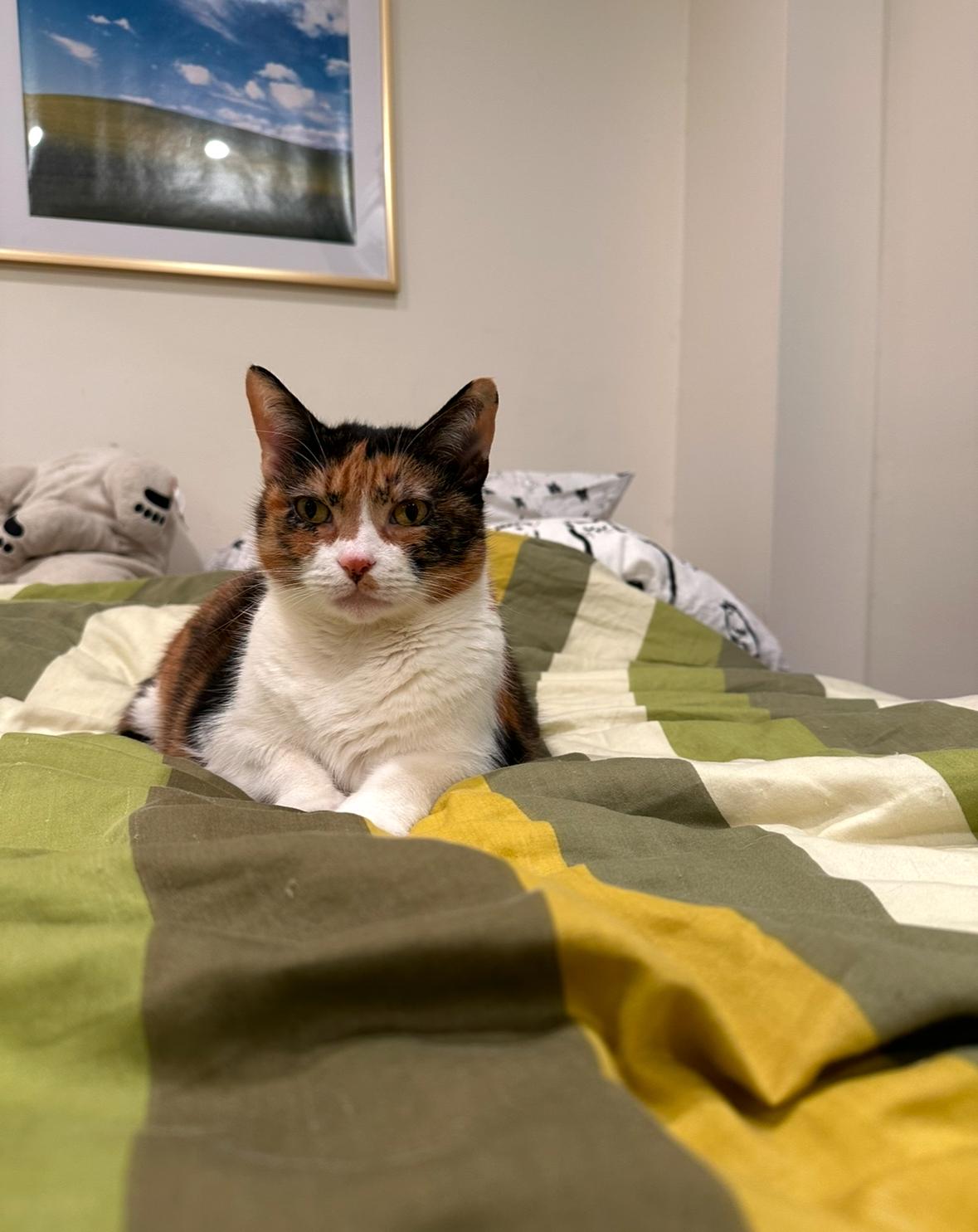 Pot Pie, Adopted, Adult Female Domestic Short Hair.