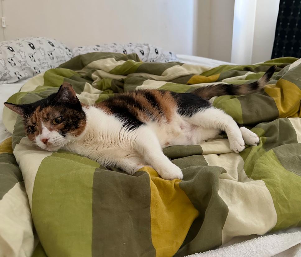 Enlarge Pot Pie, a Adopted Domestic Short Hair in Jersey City, NJ image 2/2