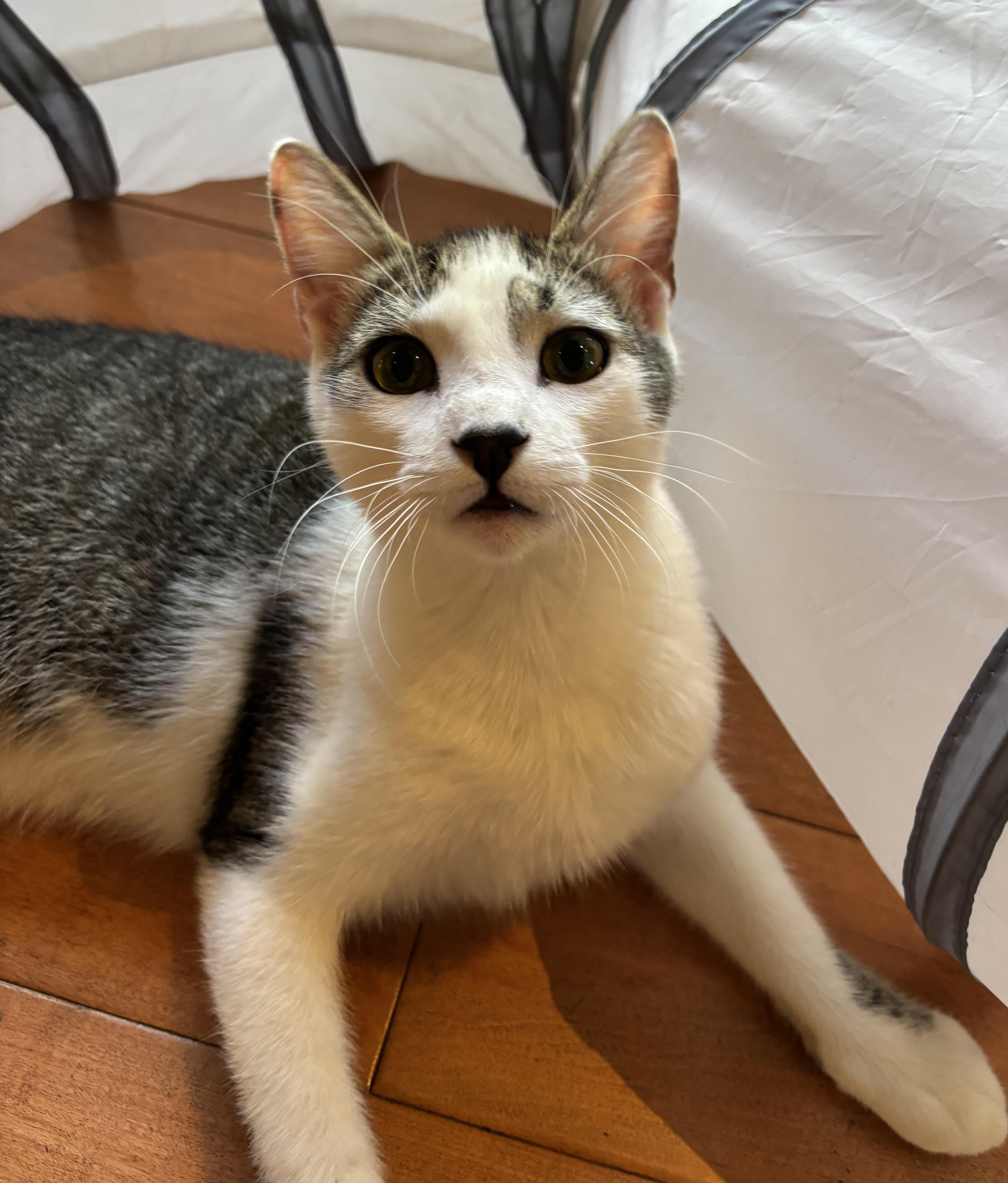 Cosmo