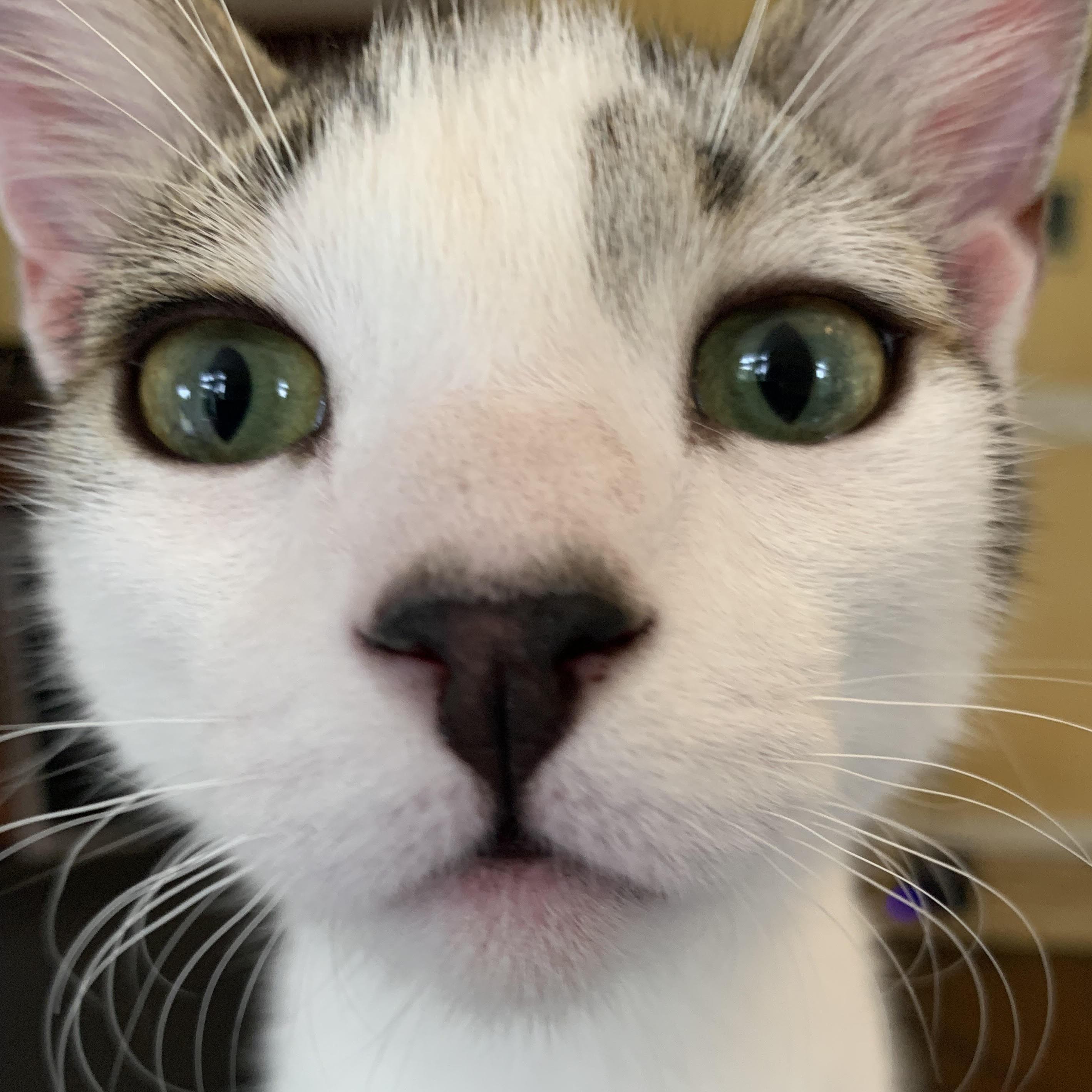 Cosmo