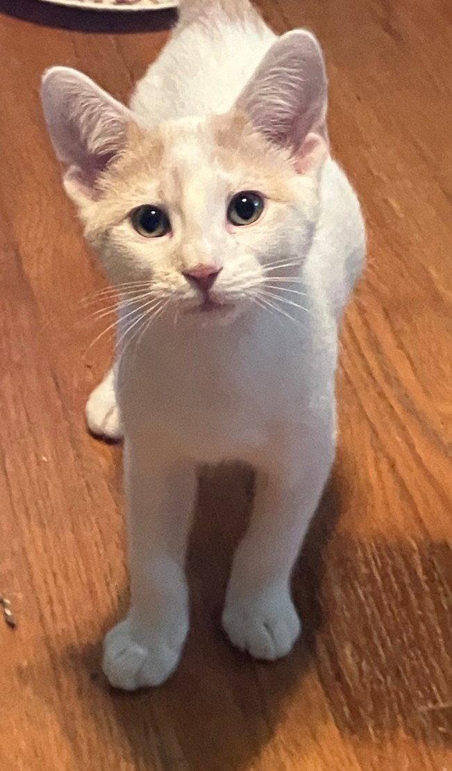Enlarge Gimley, a Adopted mixed breed in Forest Lake, MN image 2/3